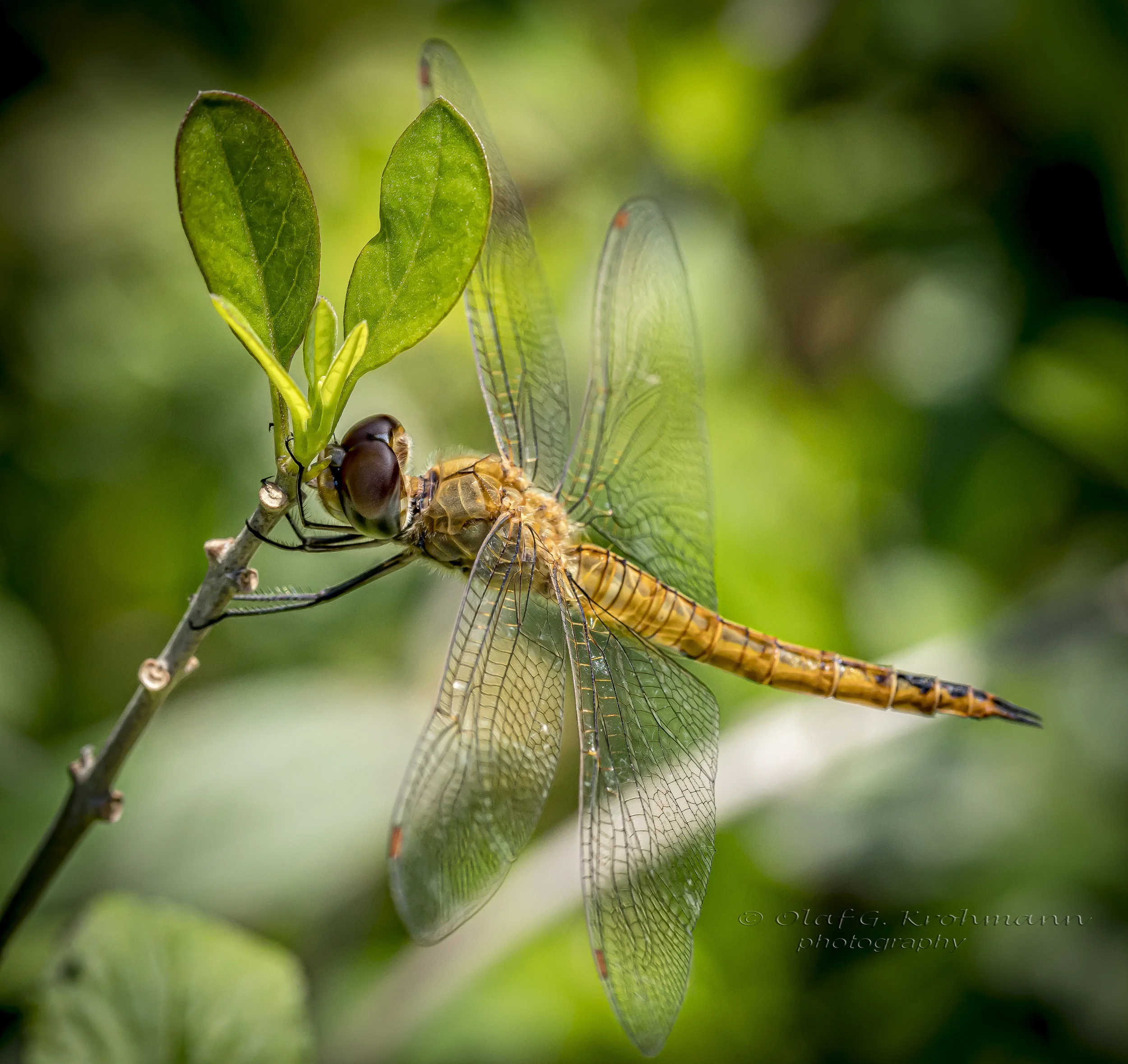 DragonFly.jpg