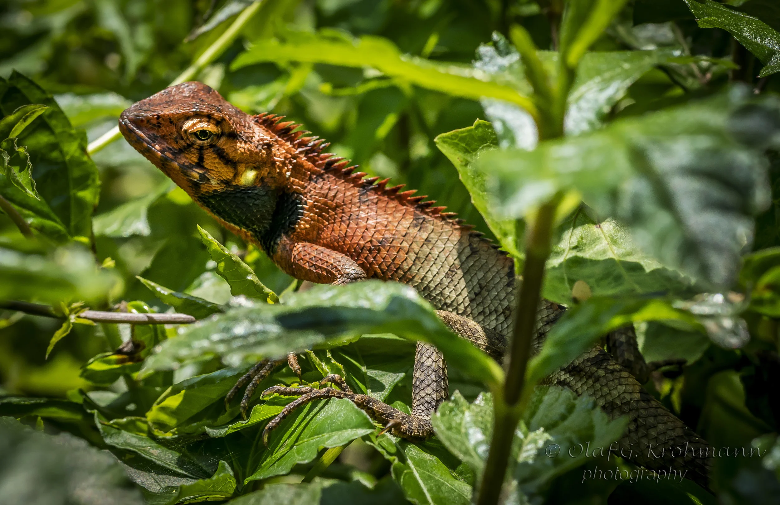 Changeable Lizard 變色樹蜥.jpg