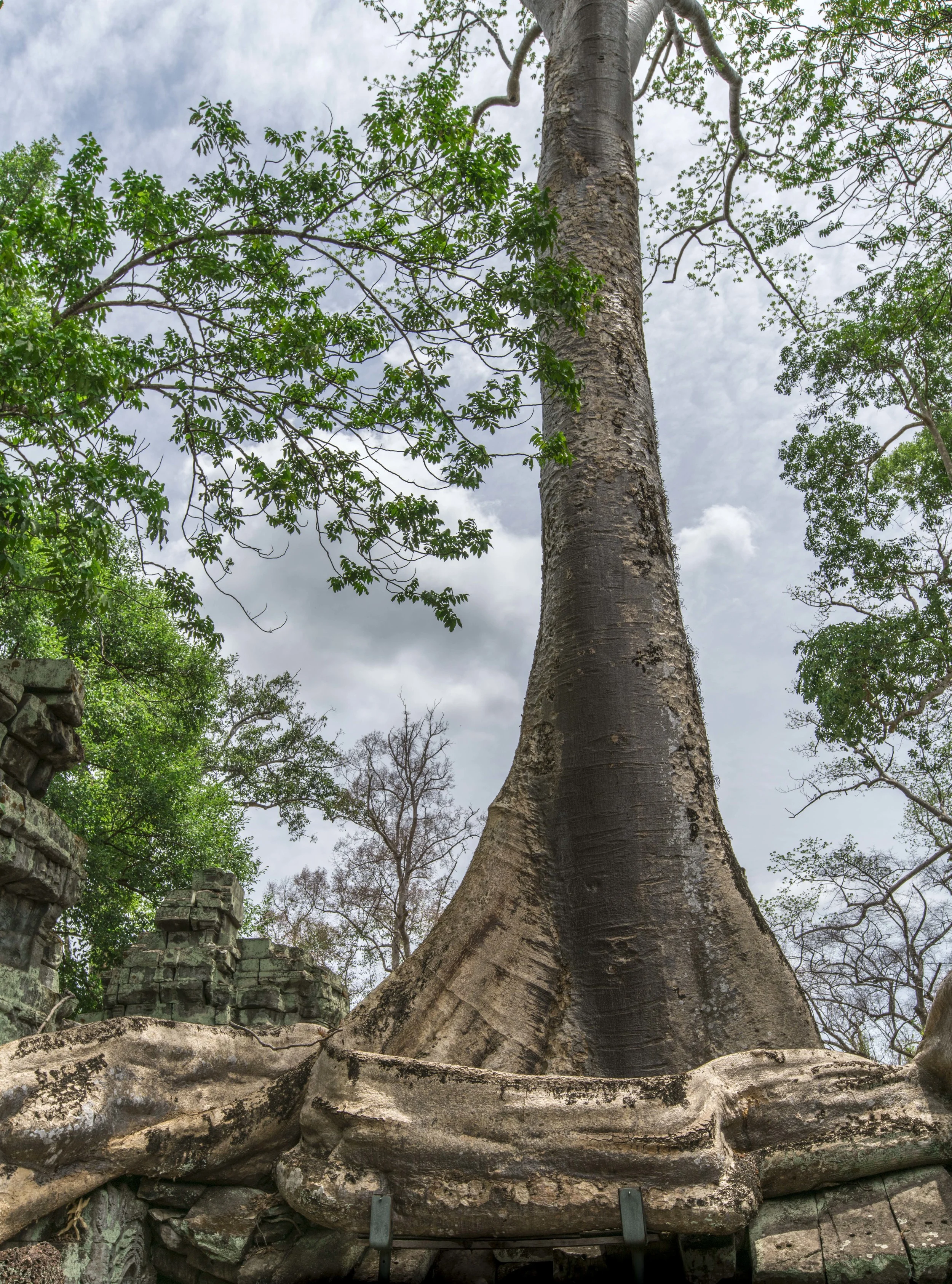 Ta Prohm008.jpg