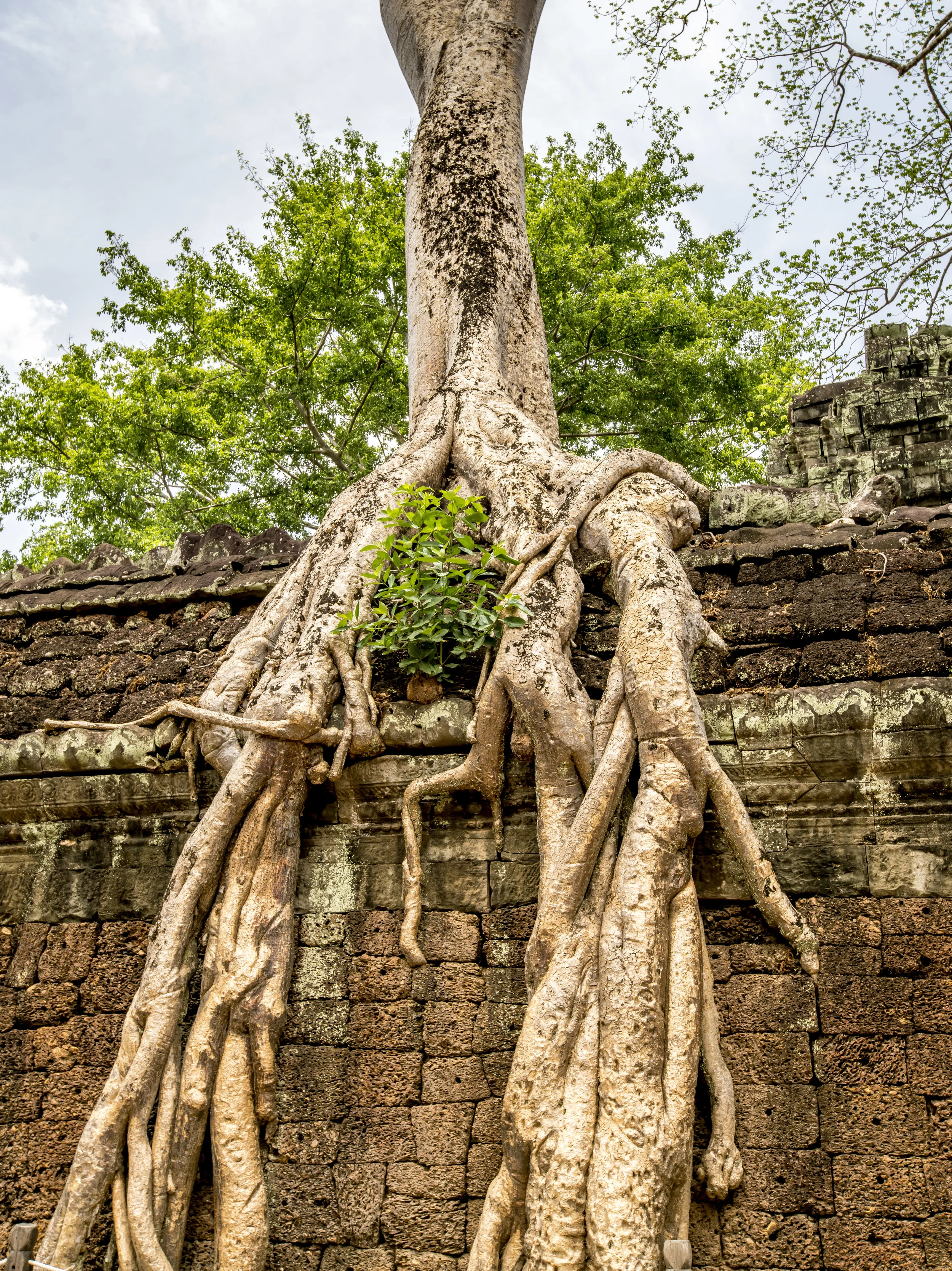 Ta Prohm016.jpg