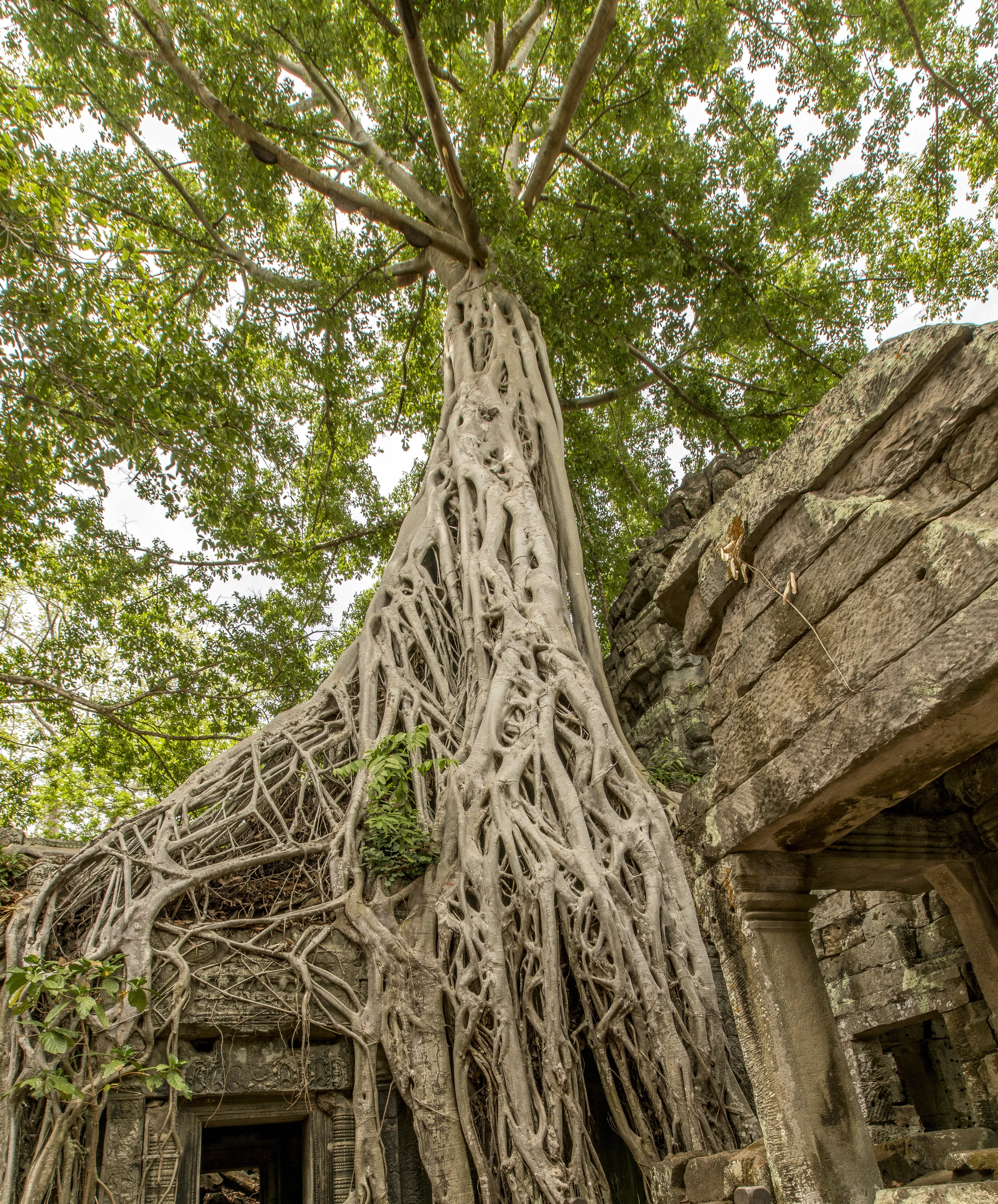 Ta Prohm012.jpg