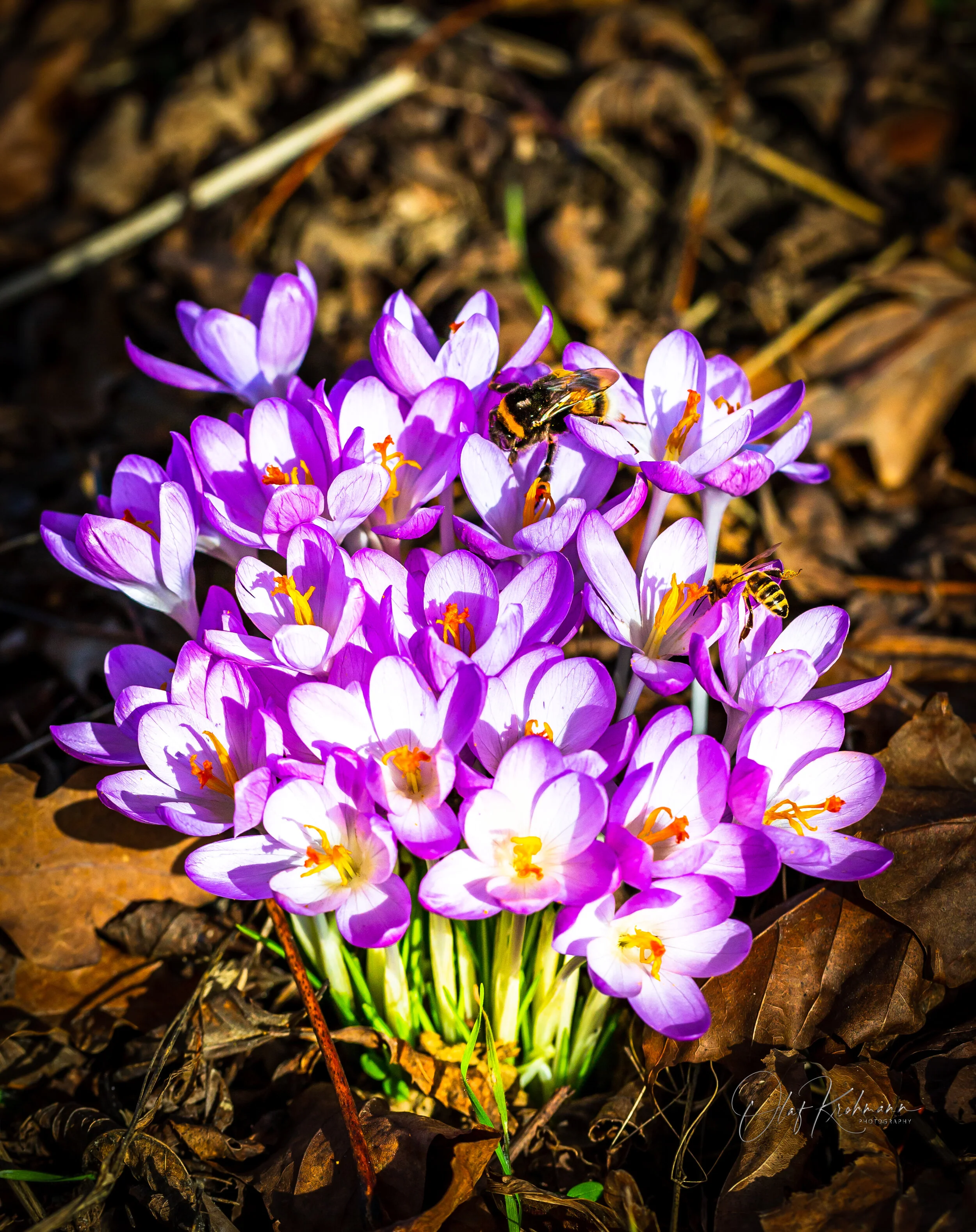 Frühling in Altefähr.jpg