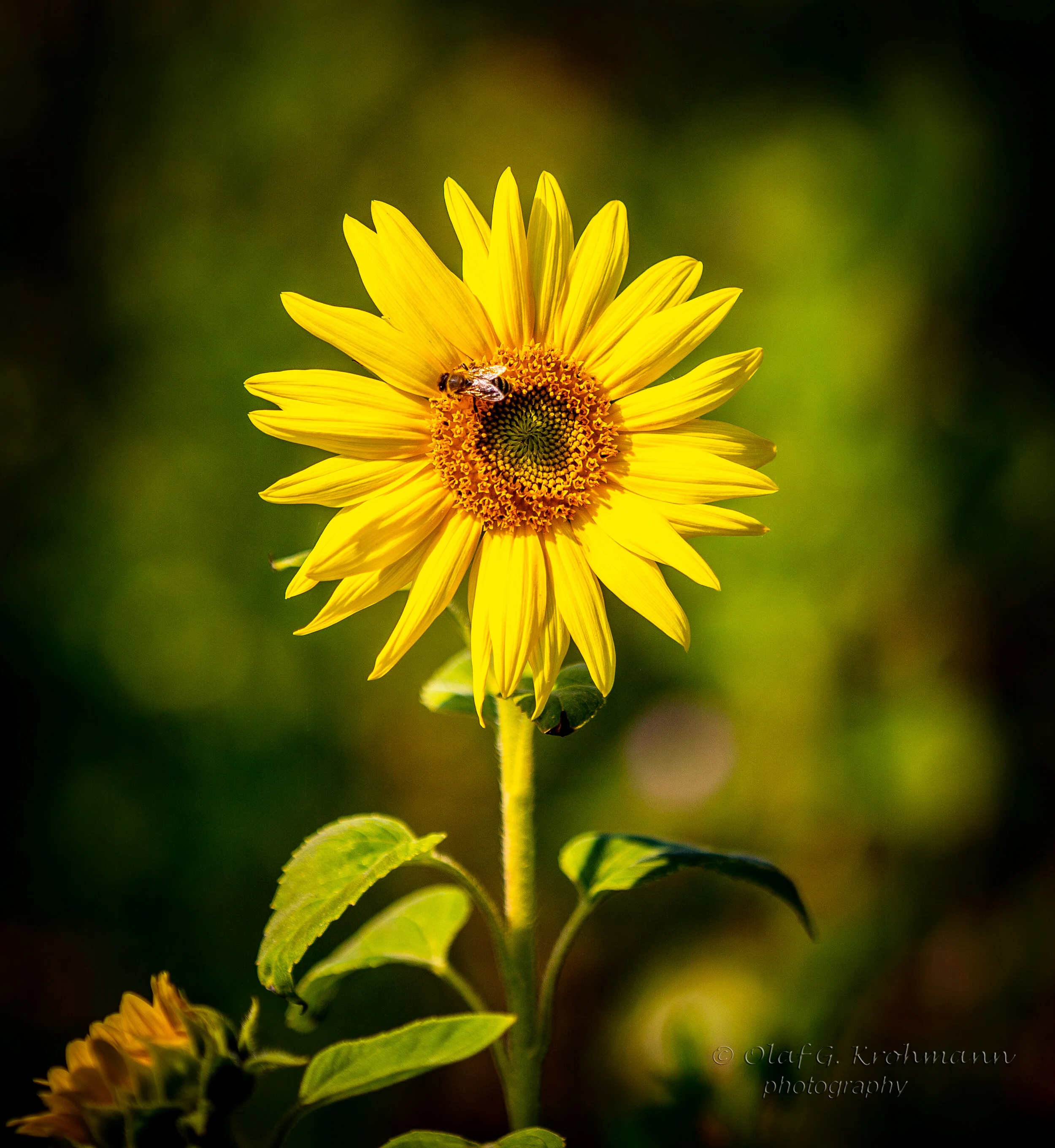 Sonnenblume.jpg