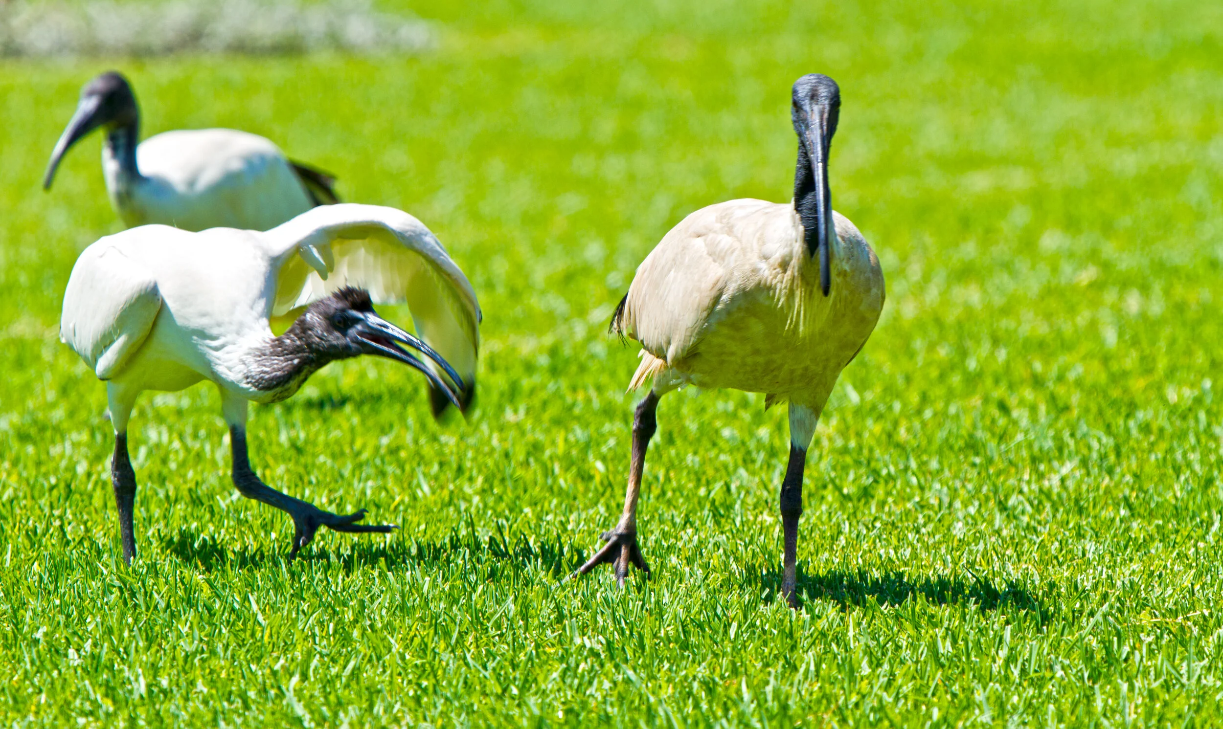 vögel2-2.jpg