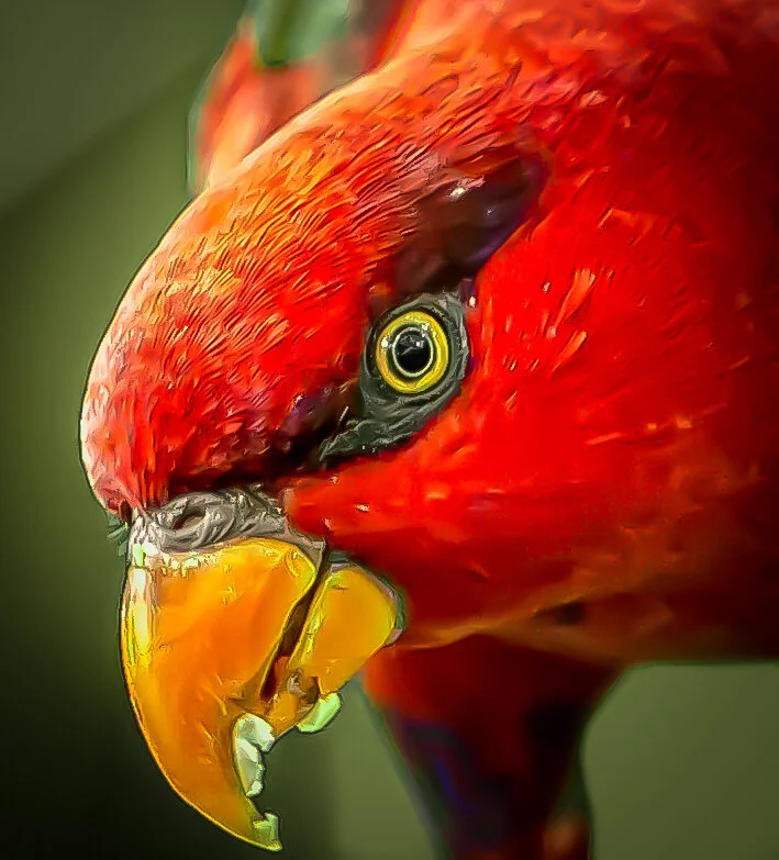 Vögel5.jpg
