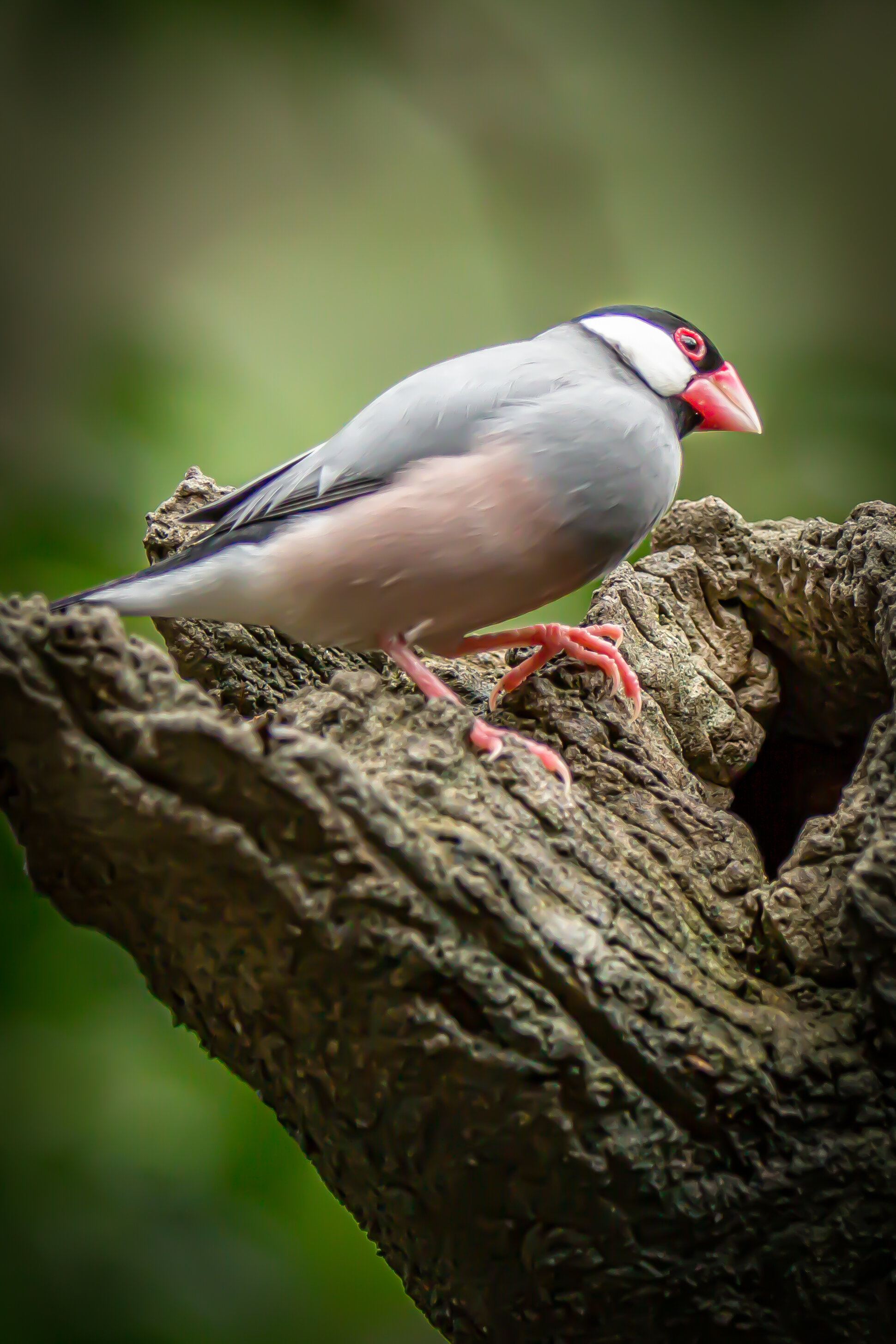 Vögel3.jpg