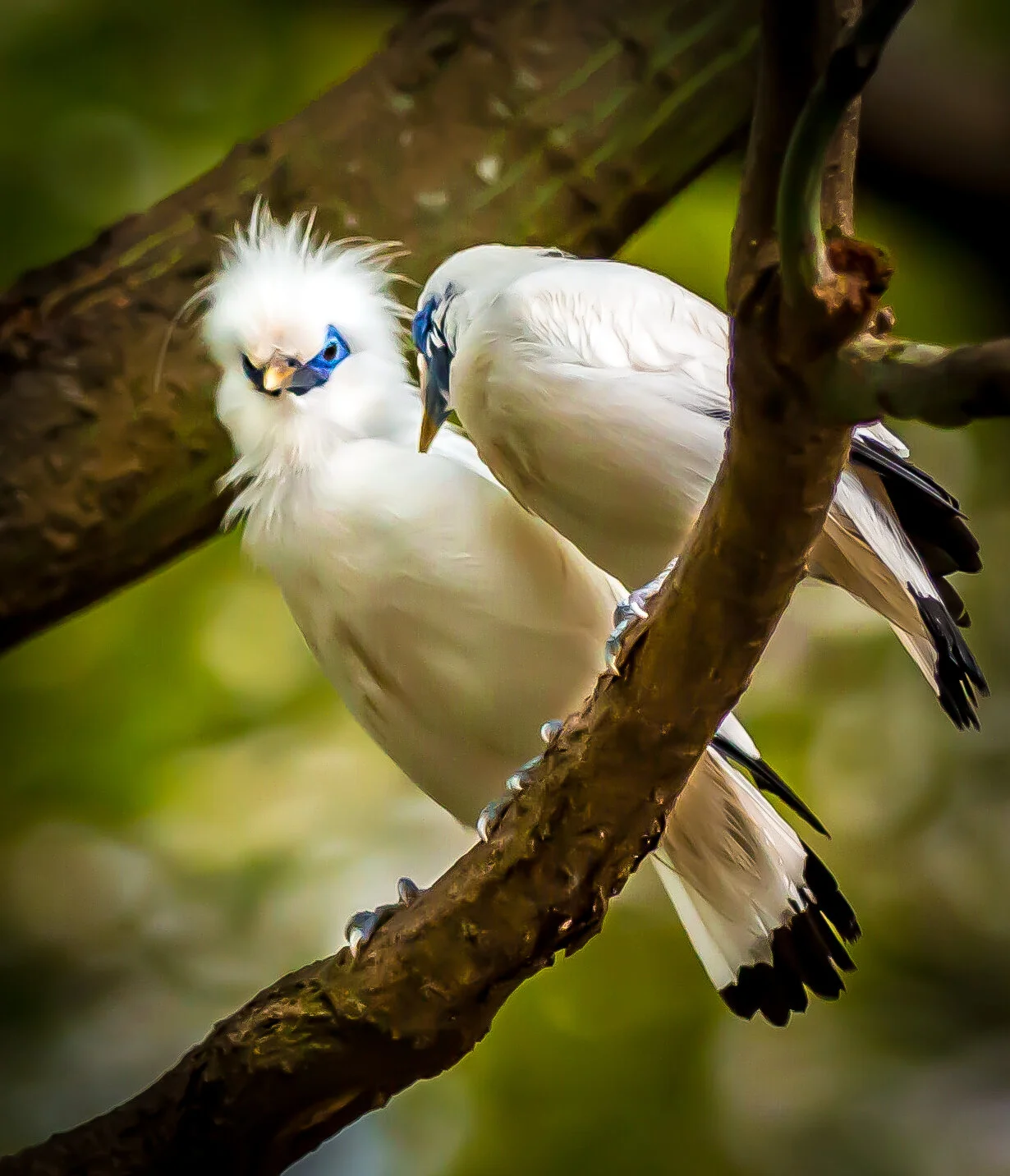Vögel1.jpg