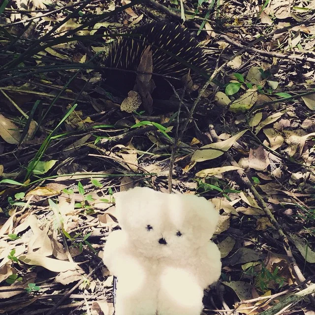 to shop - flat out bears 