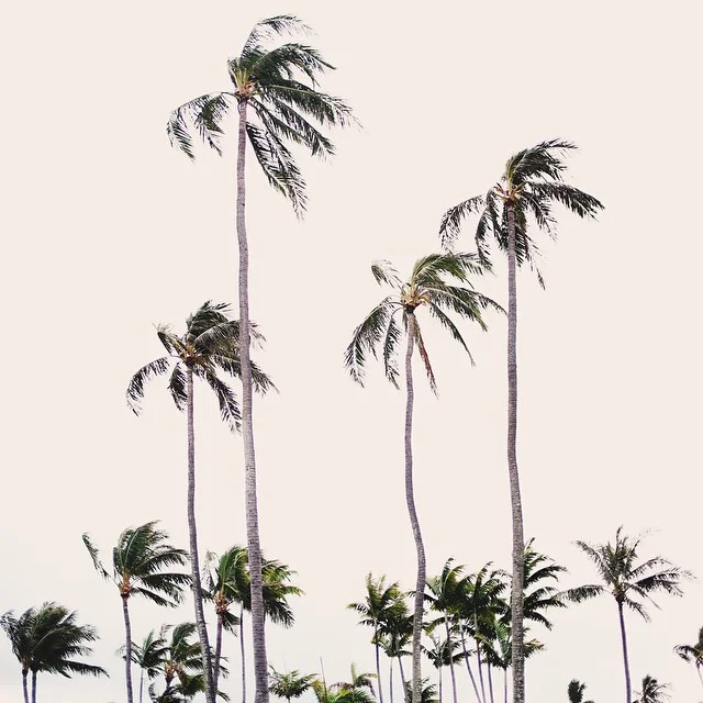 palmtrees by Mason Rose