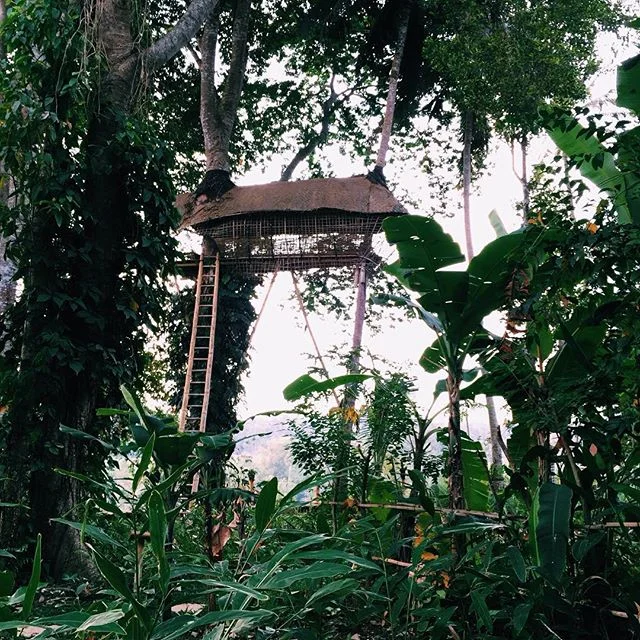 to follow - the vista