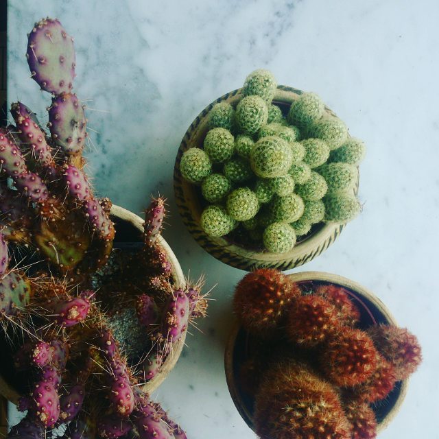 cacti_s_endless_allure___copperantwerpen_cacti__coppercollect__belegstraat_by_copperantwerpen.jpg