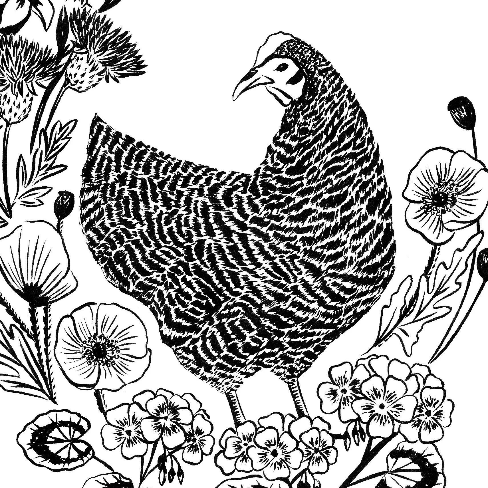 Barred Rock (private commission) 