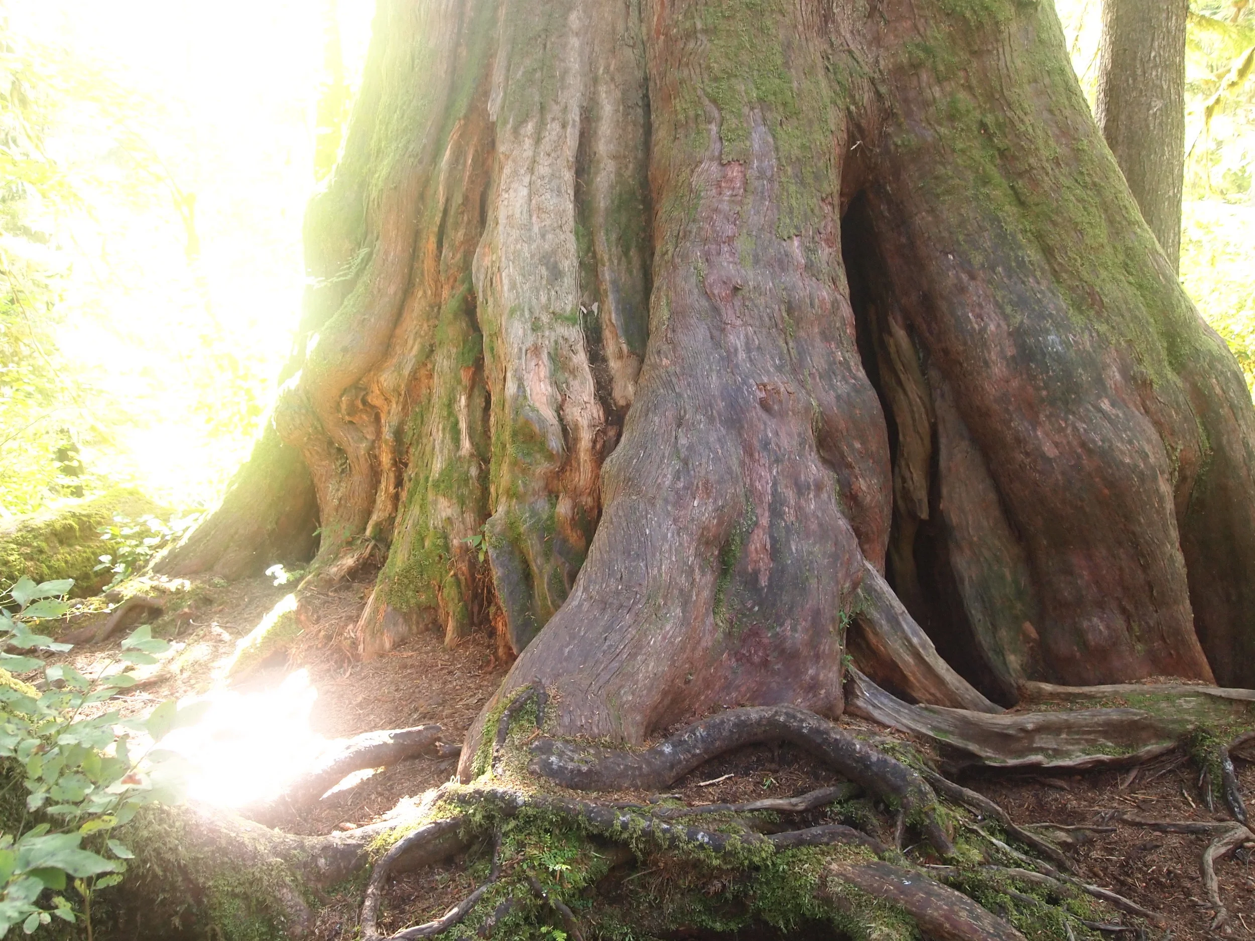 Light & Pattern in Nature Series: Olympic Peninsula