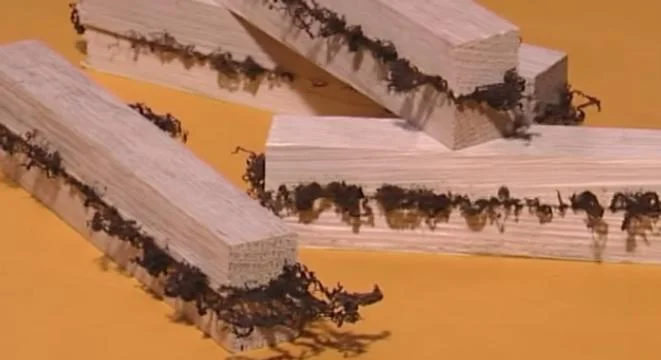 Linear Friction Welding of Wood