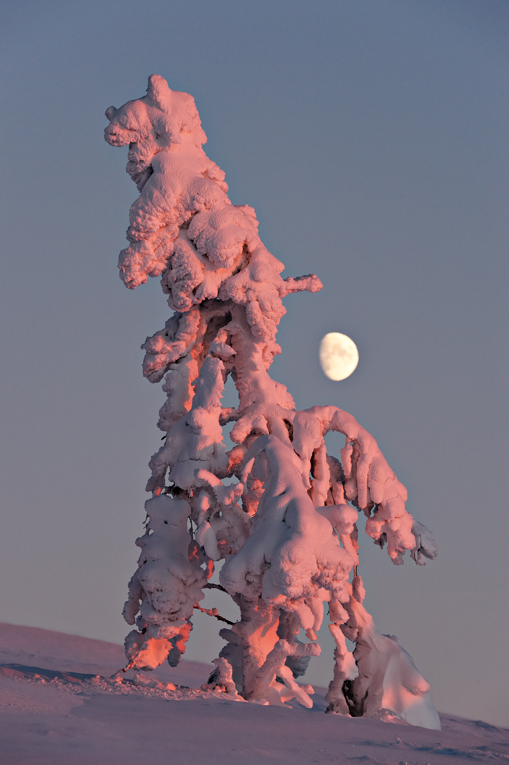 Tree From Moon