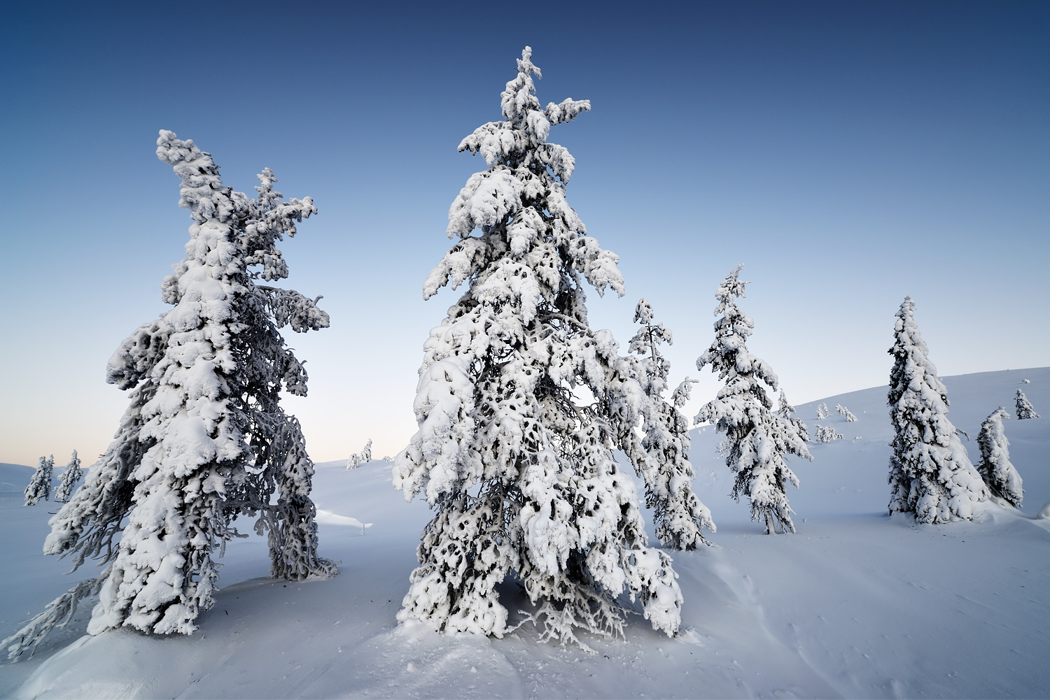 Skeleton Trees