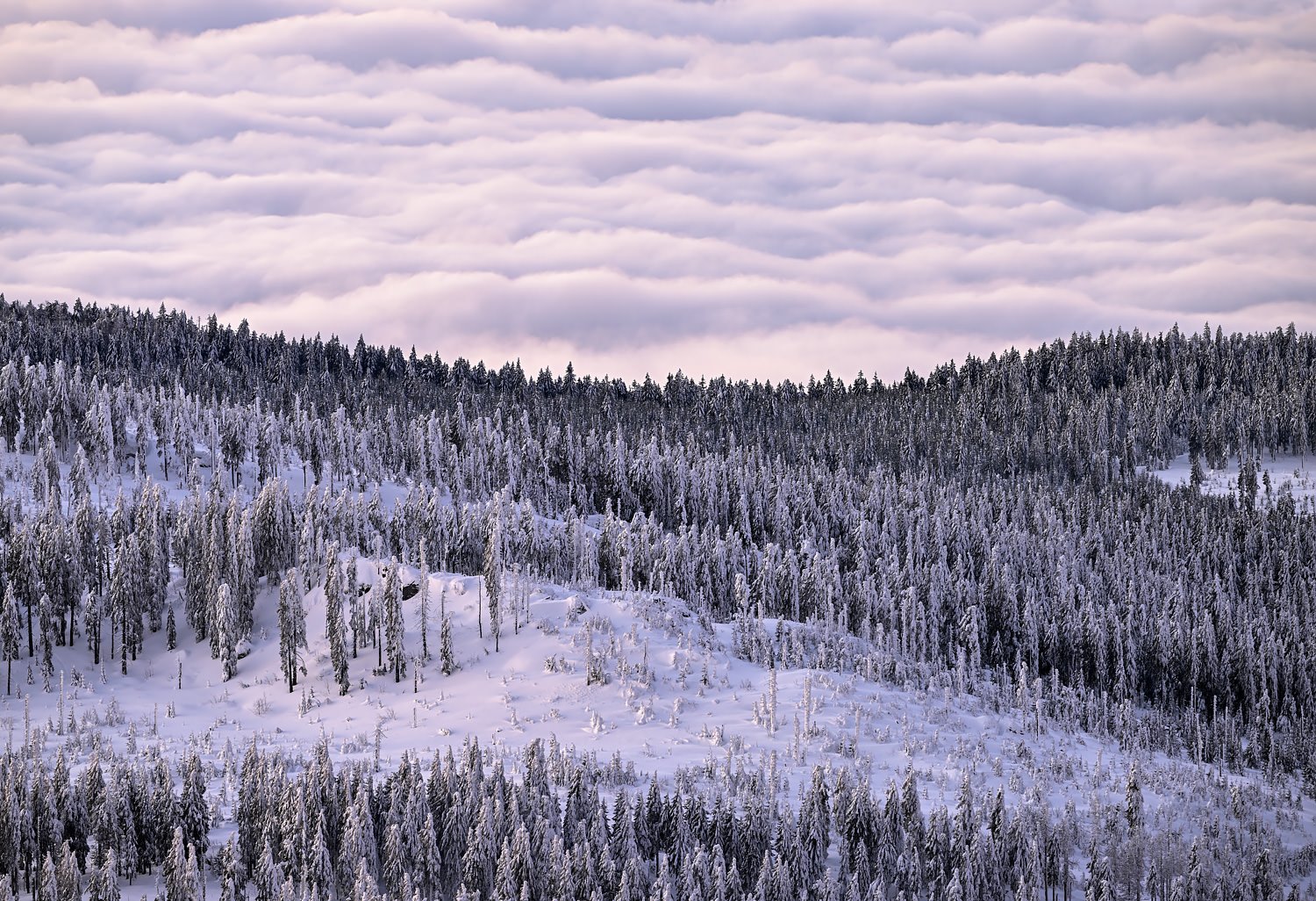 Wald am Wolkenmeer