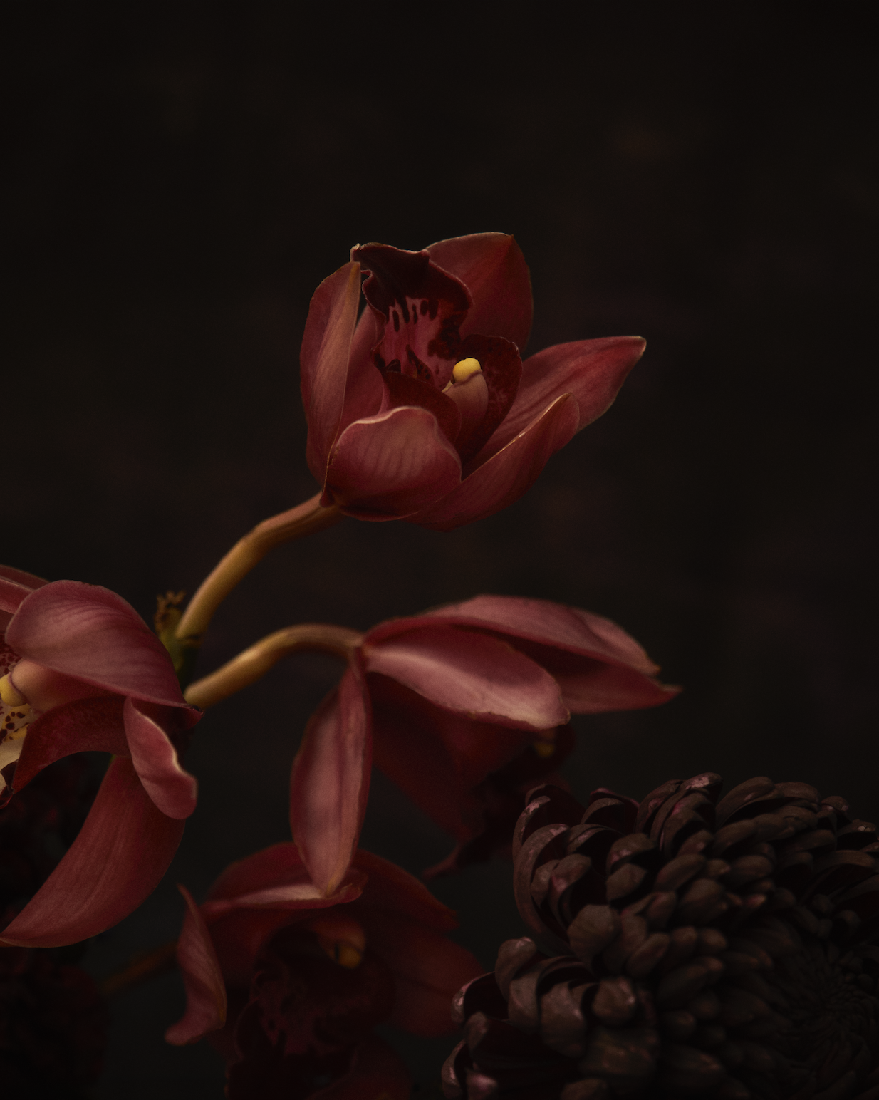 Floral photography red