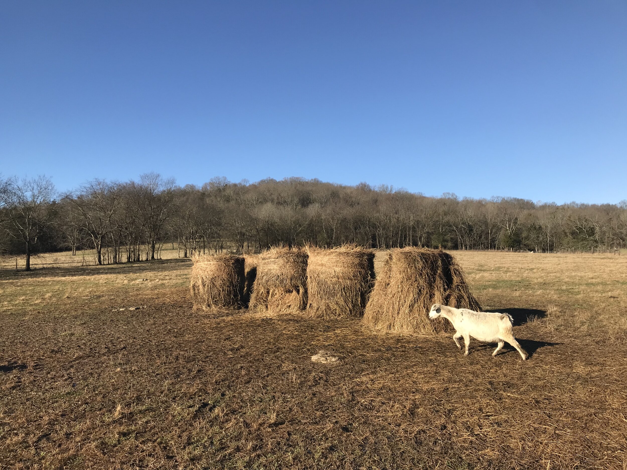 2019FARM - 5.jpg