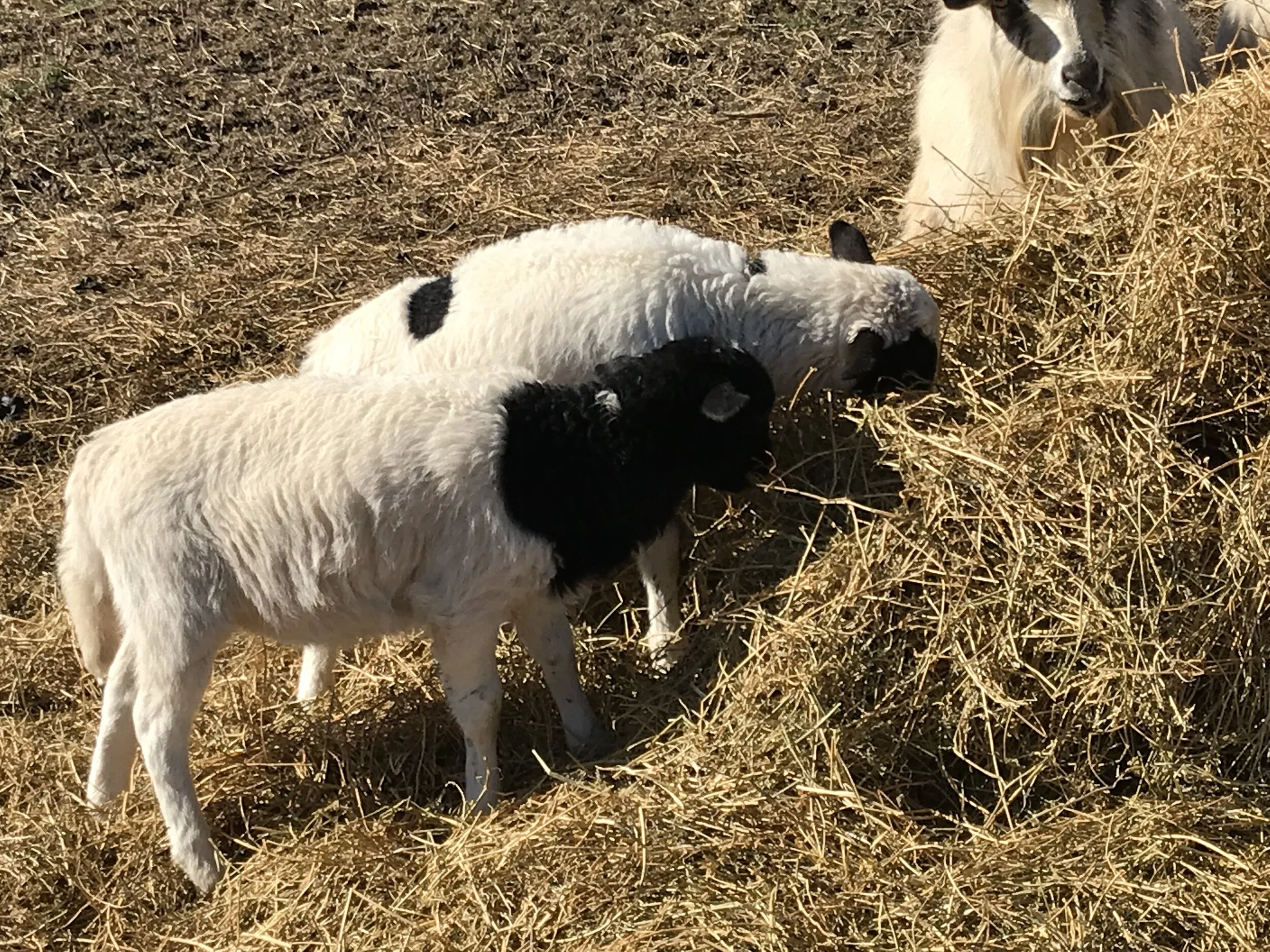 2019FARM - 30.jpg