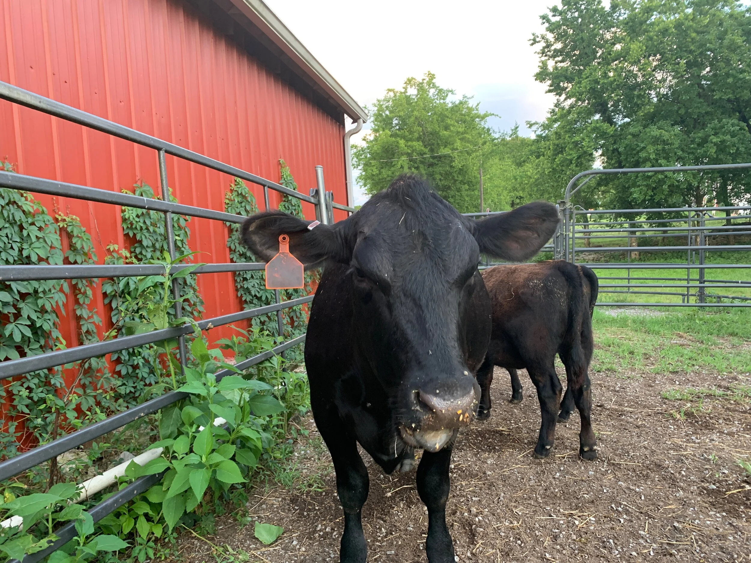 2020 TN Trip - 54 of 94.jpeg