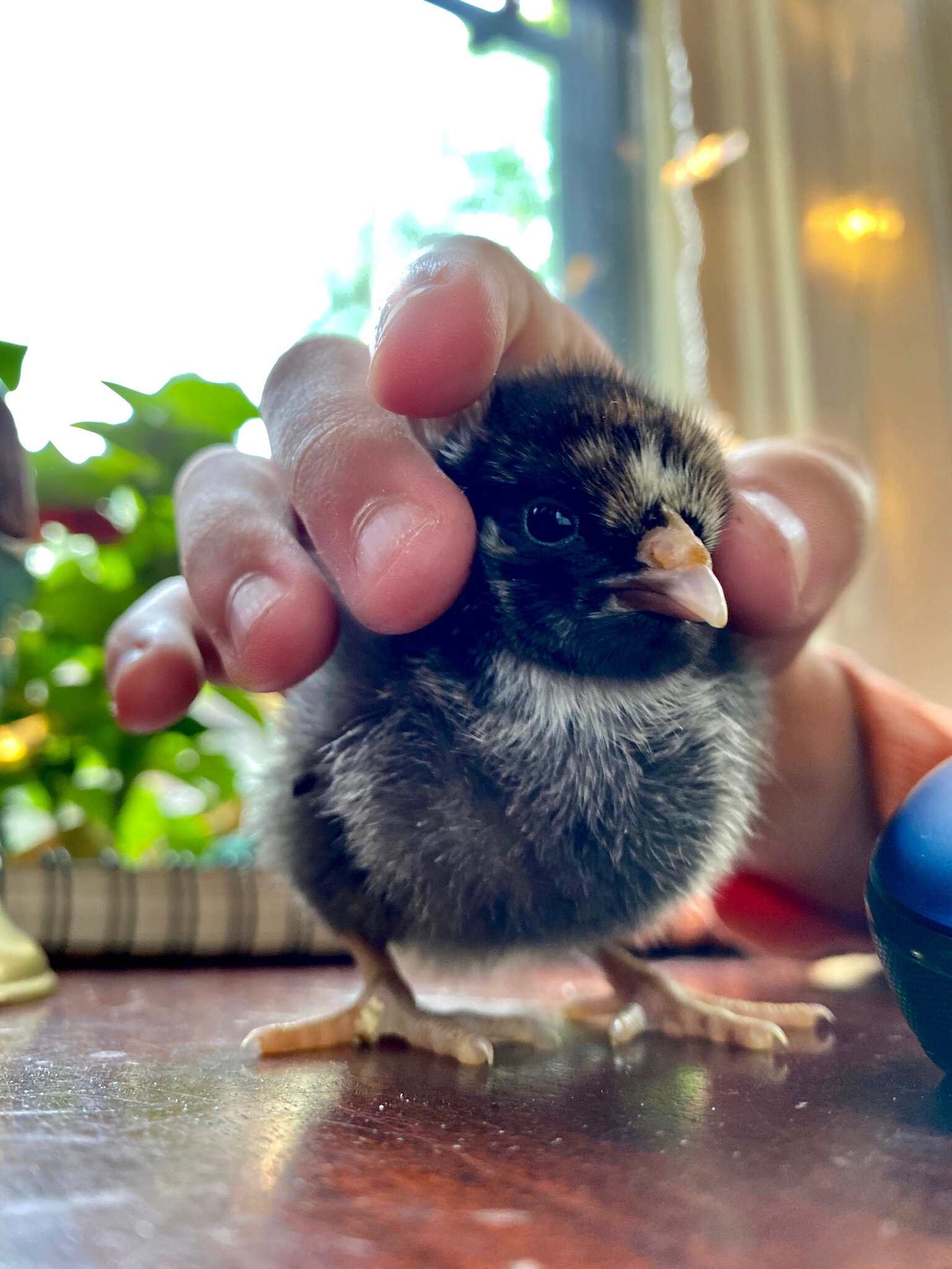 2020 XMAS Draft - 68 of 221.jpeg