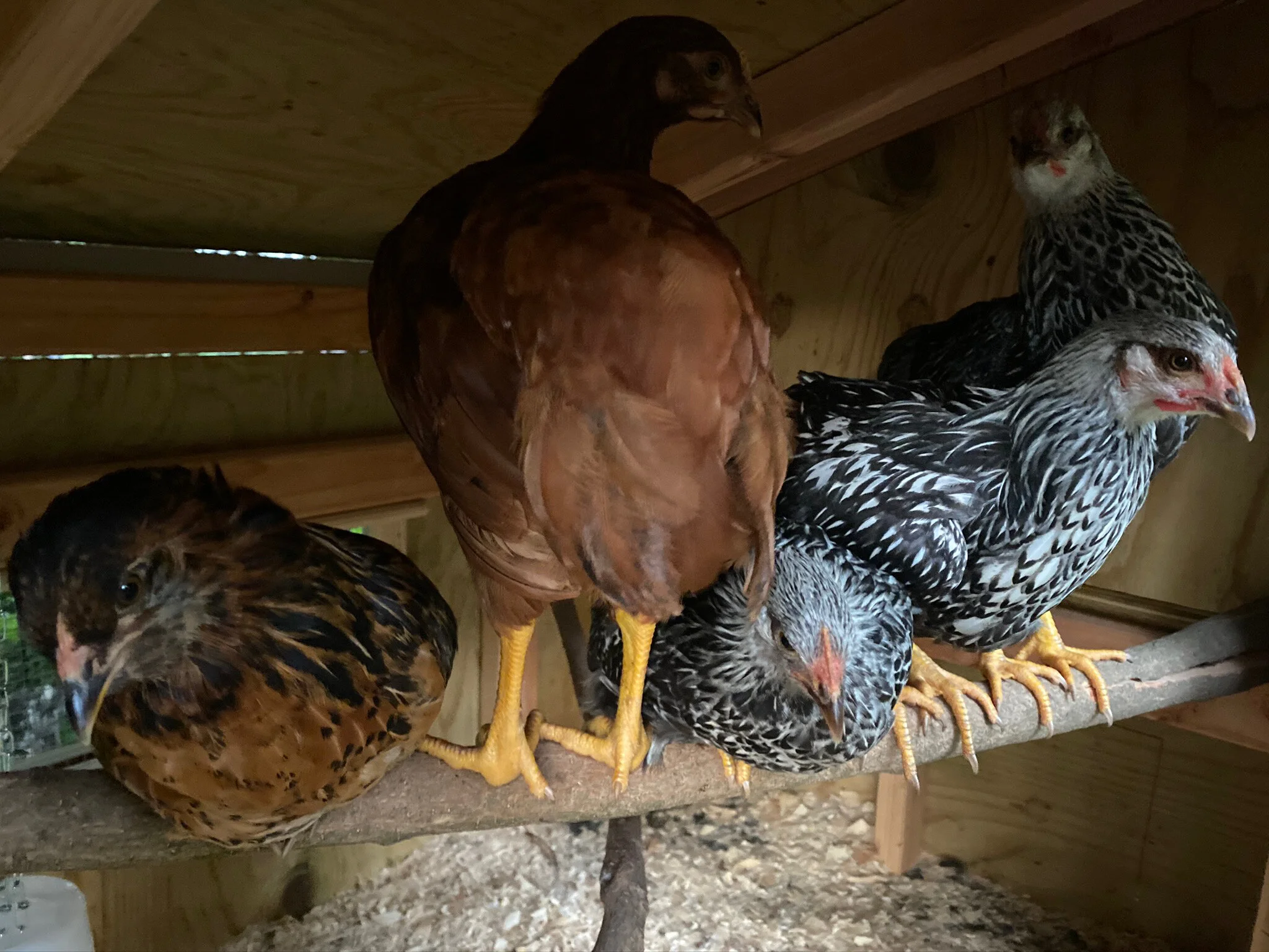 2020 XMAS Draft - 141 of 221.jpeg