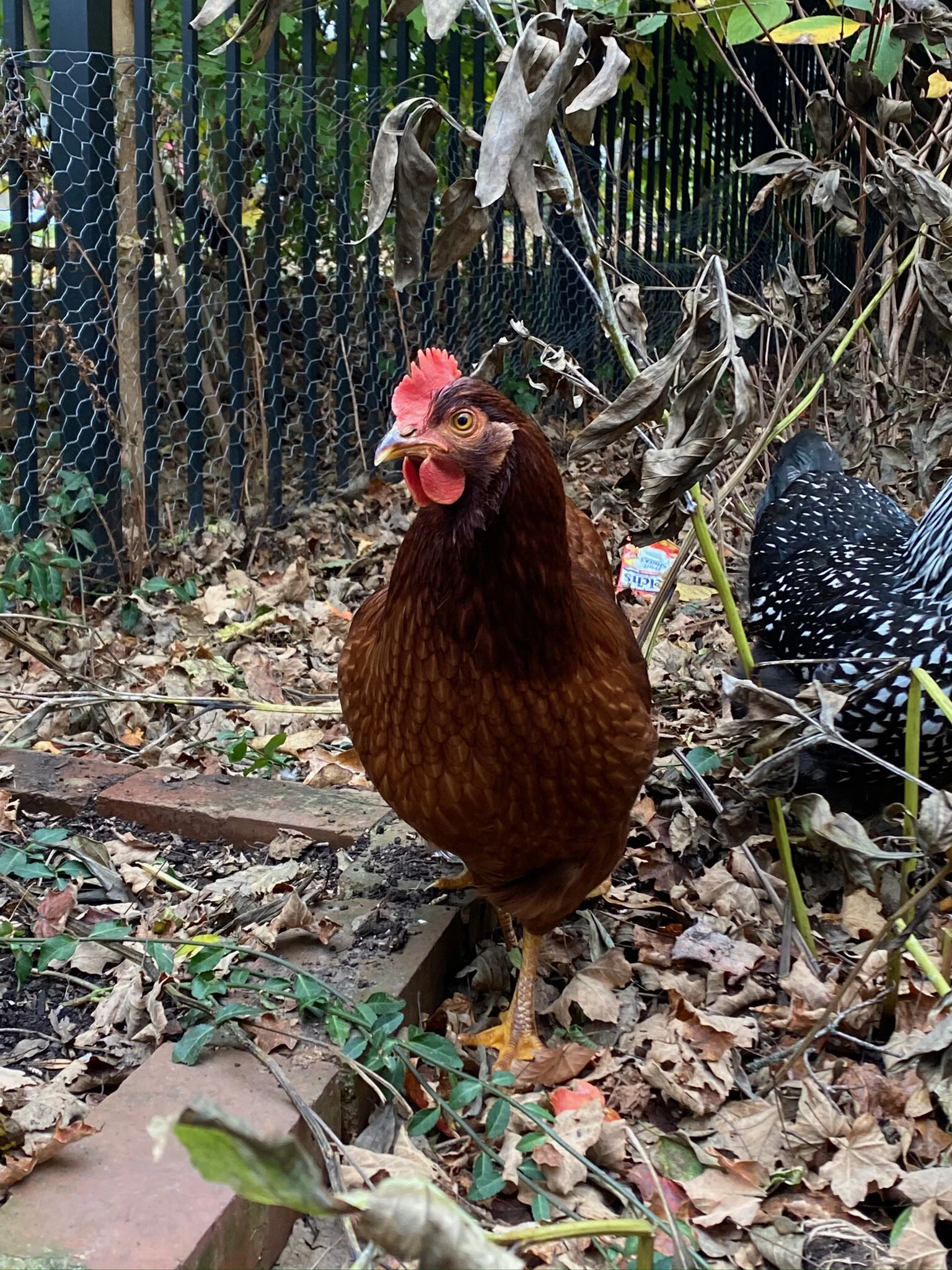 2020 XMAS Draft - 183 of 221.jpeg