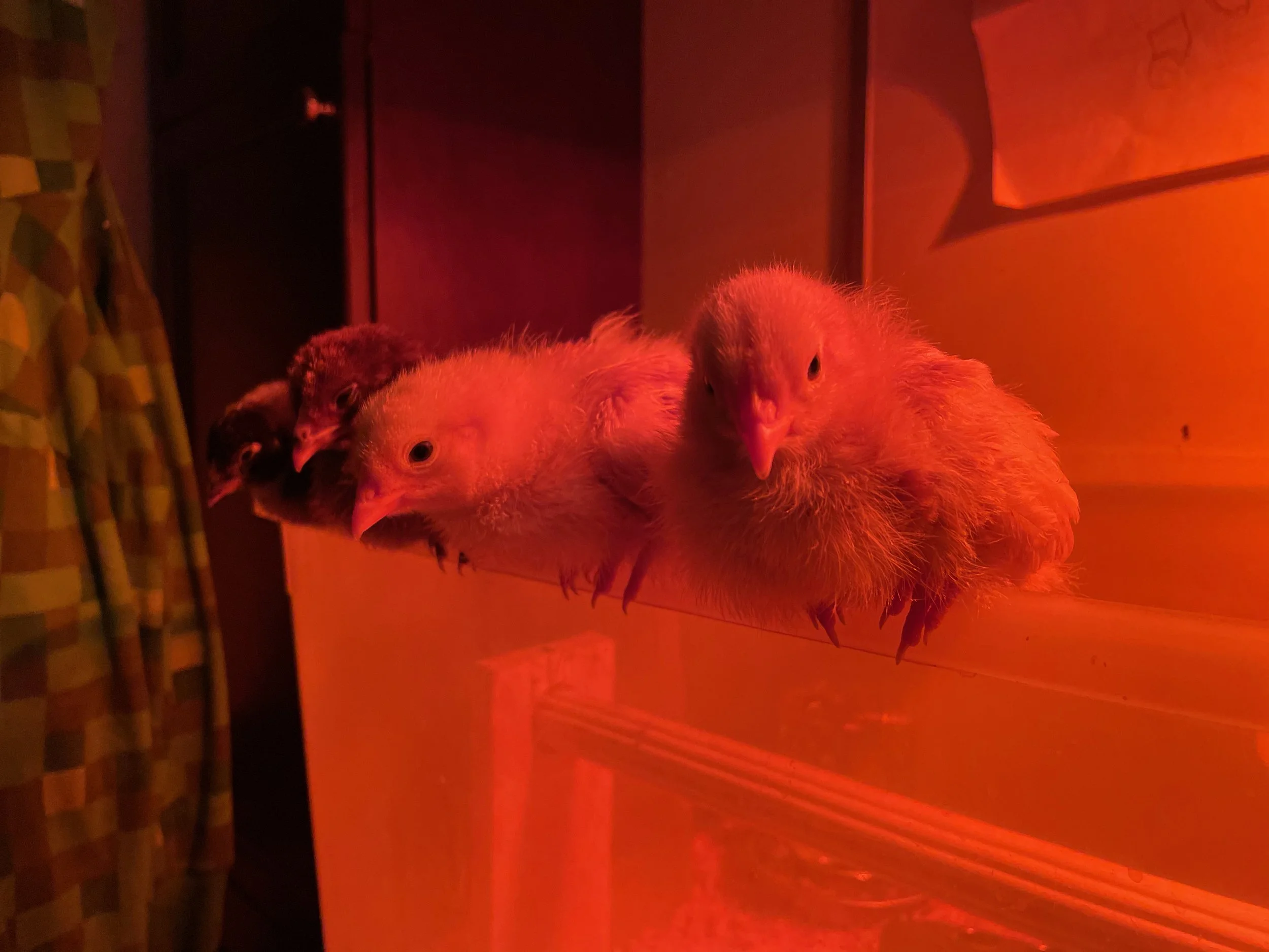 XMAS2021-1 - 53.jpeg