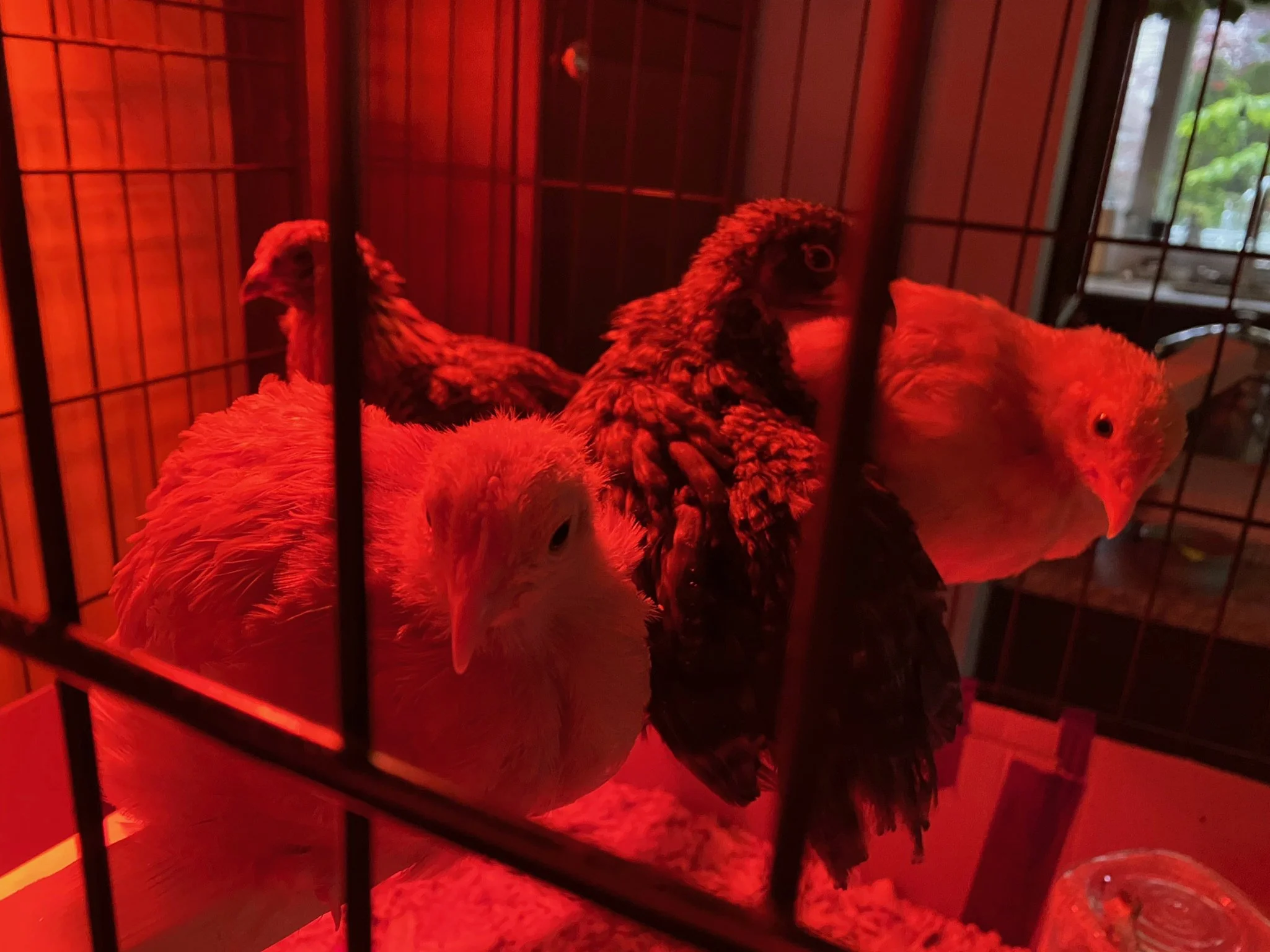 XMAS2021-1 - 57.jpeg