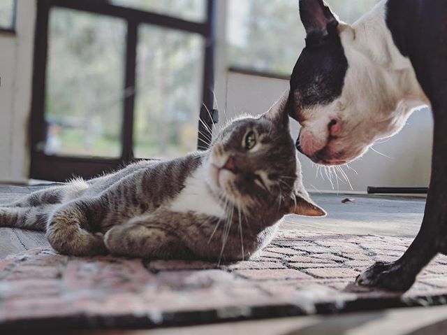 !!RARE SIGHTING!!! Kitty doggie love. 🧡💛 photo credit @creechersofhabit