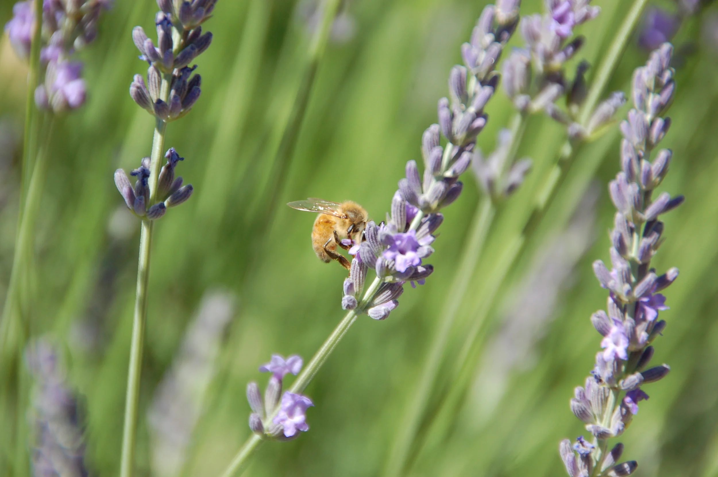 lavender bunches thumbnail.JPG