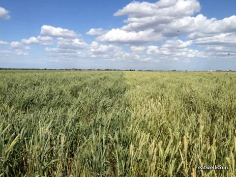 Heirloom Wheat Looking Good
