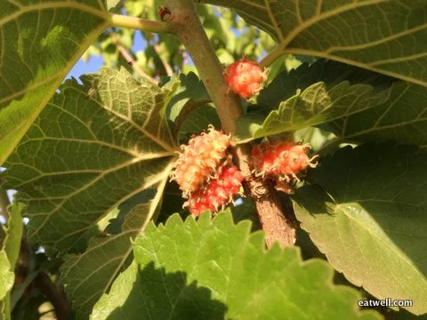 A berry growing on a tree?