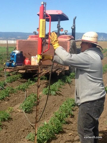 Ramon uses the pneumatic stake pounder to stake the tomato plants.