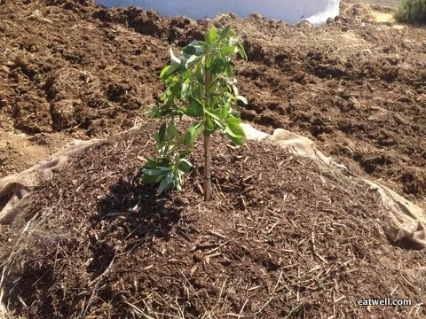 Planting an Avocado