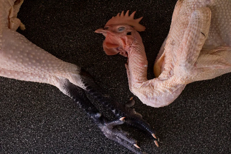 How to Cook a Heritage Bird 3