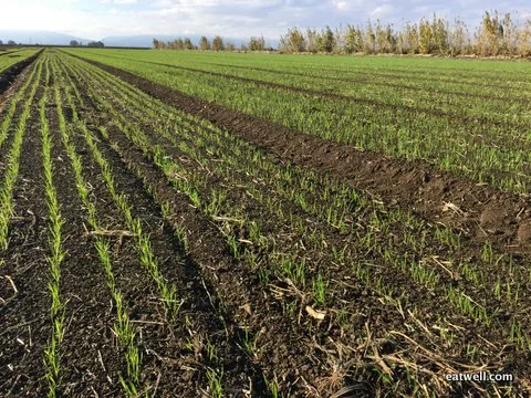 Heirloom wheat crop for 2015 germinating nicely