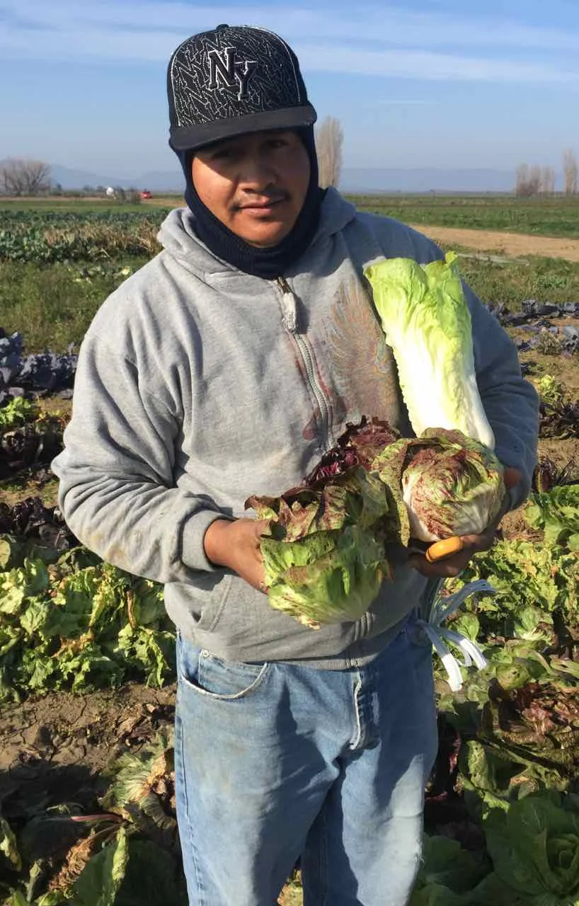 Radicchio Trials with Jose