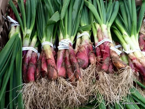 Spring Onions