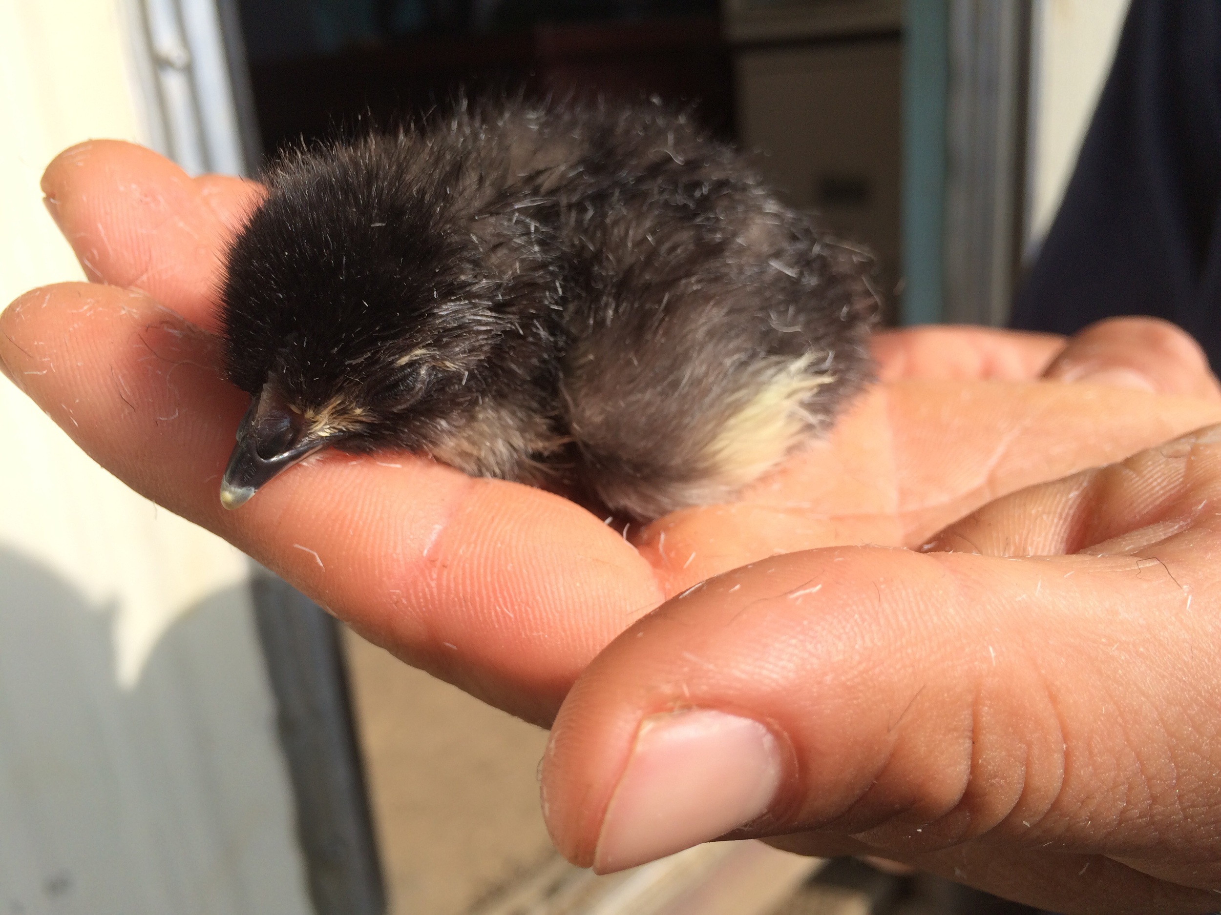 46 More Chicks