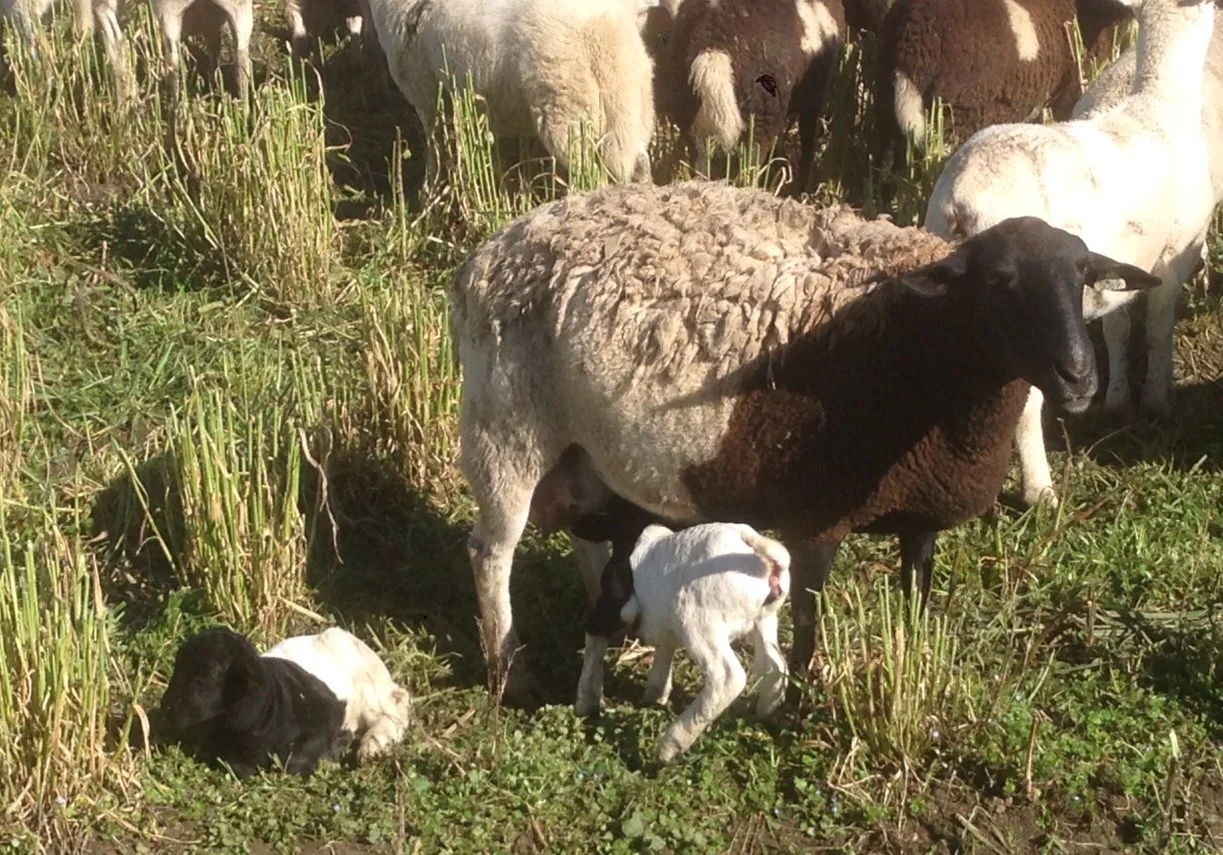 South African dot per sheep at Eatwell farm