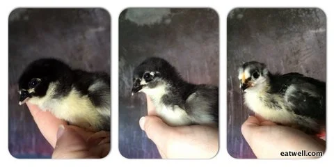 Eatwell Farm Heritage Black Austrolorp chicks at one day, one week, and two weeks old.