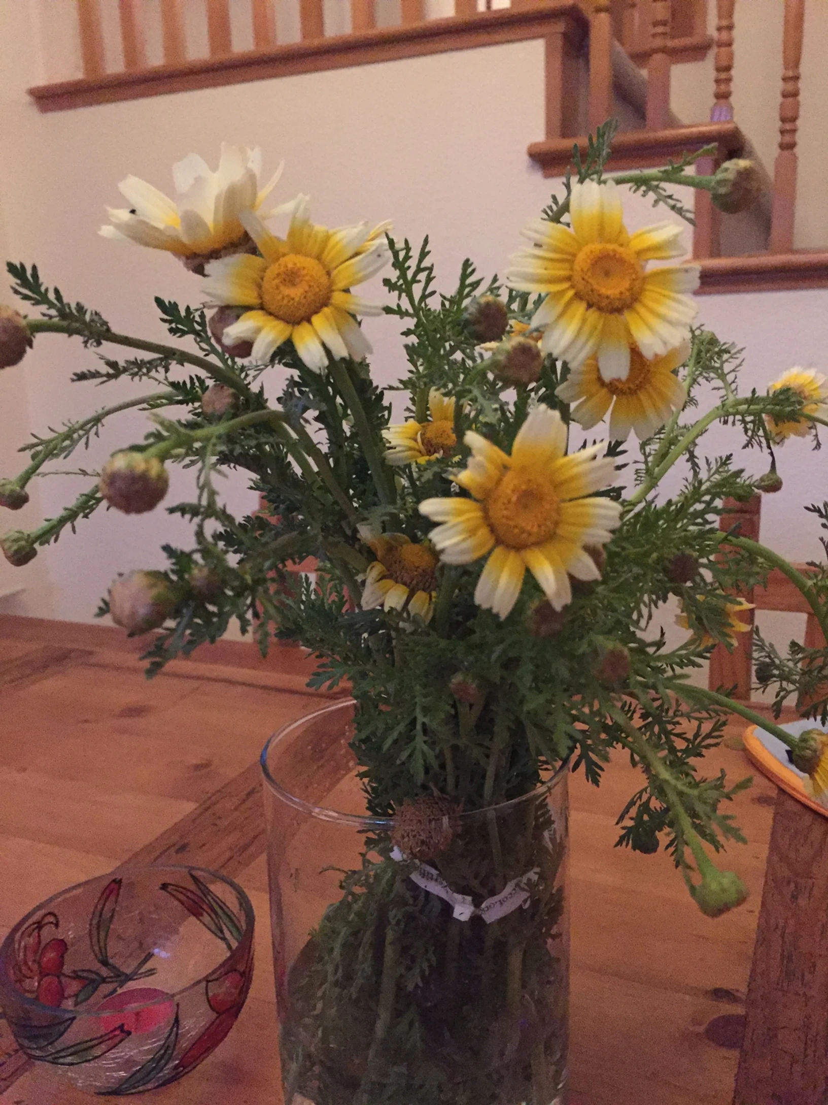 Ulfat sent this photo of her chrysanthemum greens brightening up her room until she cooks them. 