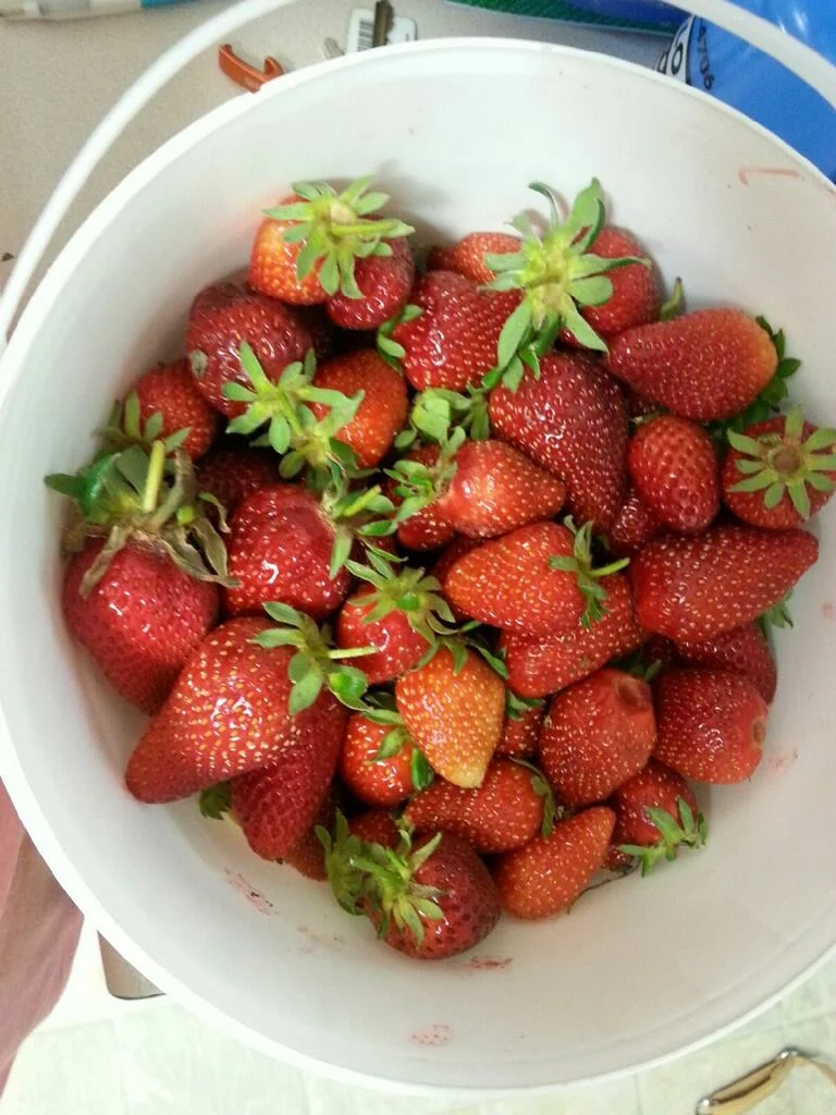 Strawberry Days Preview...The Kids Approve!