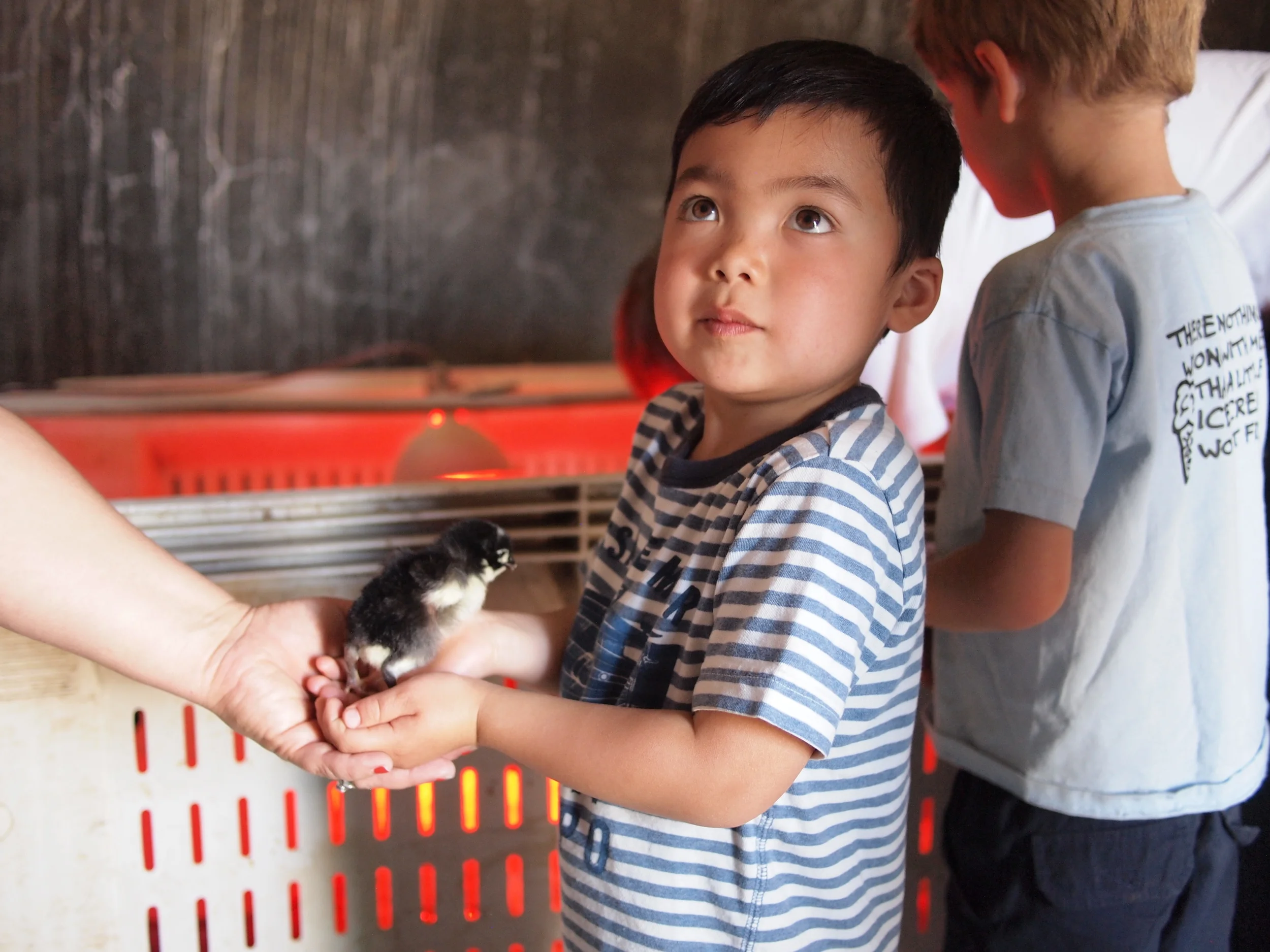 Come and visit YOUR farm. Ando Uyesugi, son of members Ginny and Matthew, holds one of our heritage chicks at a Strawberry Day. Photo credit: Matthew Uyesugi.
