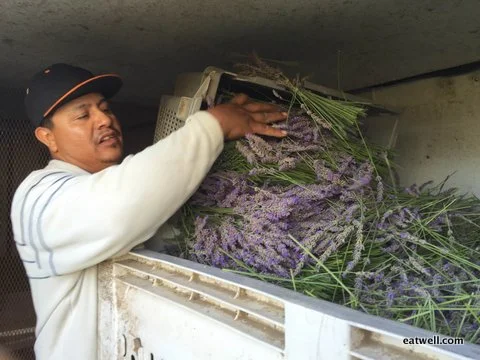 Eatwell Farm foreman, Jose, dumps freshly cut lavender stems into a bin to be transported to SonomAroma for distillation.