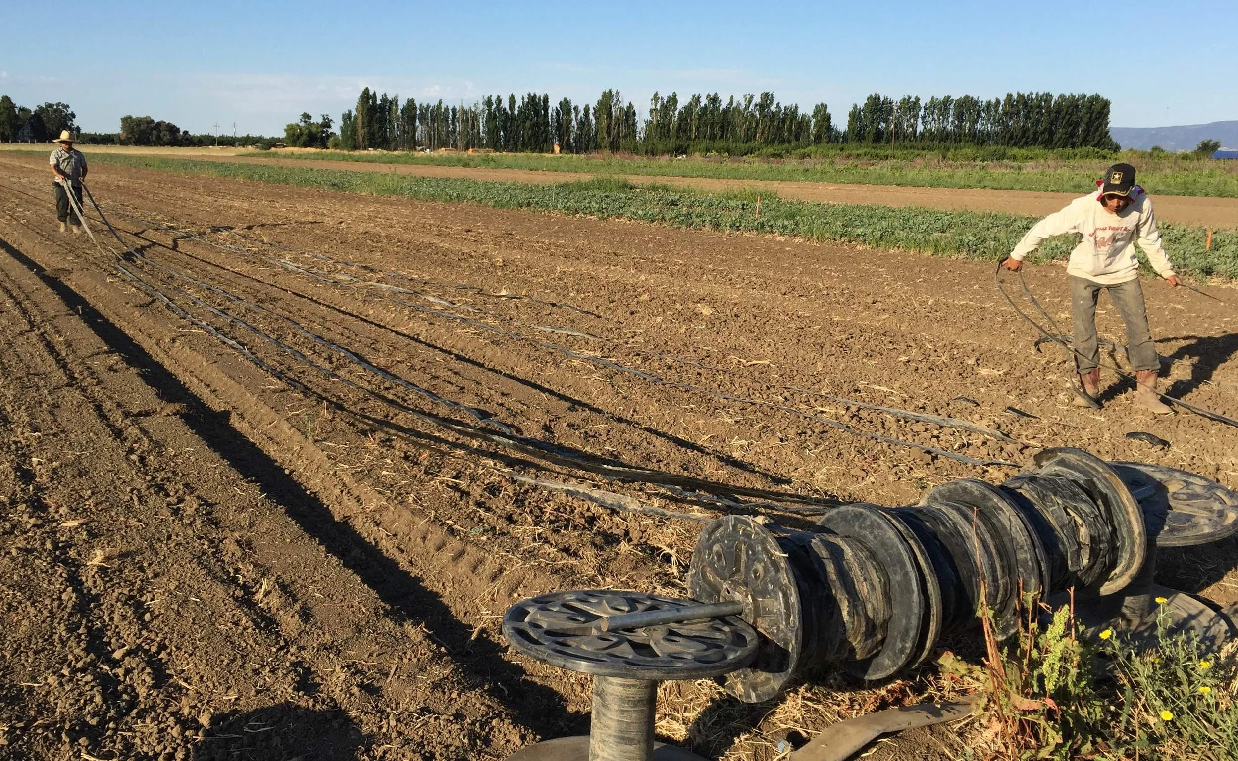 Laying out drip line on pumpkins to save water