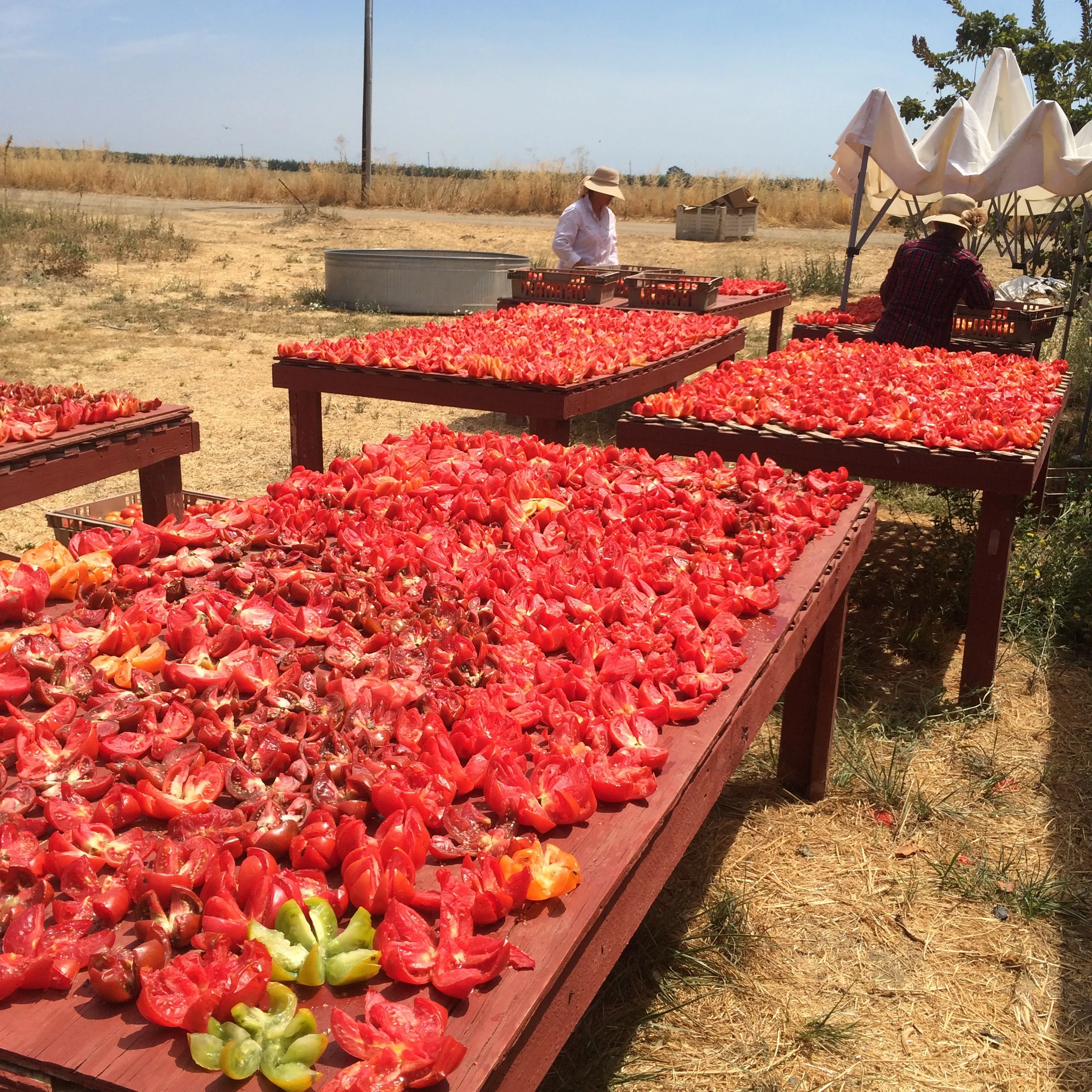 Juanita and Rosa cut and arrange fresh, organic heirloom tomatoes to dry in the sun. 