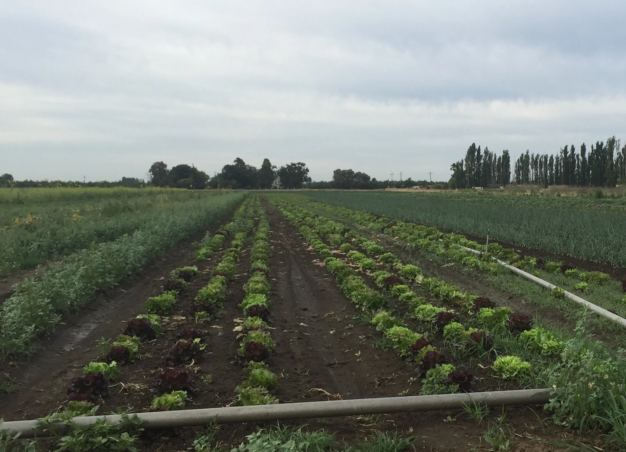 Lettuce and Onions
